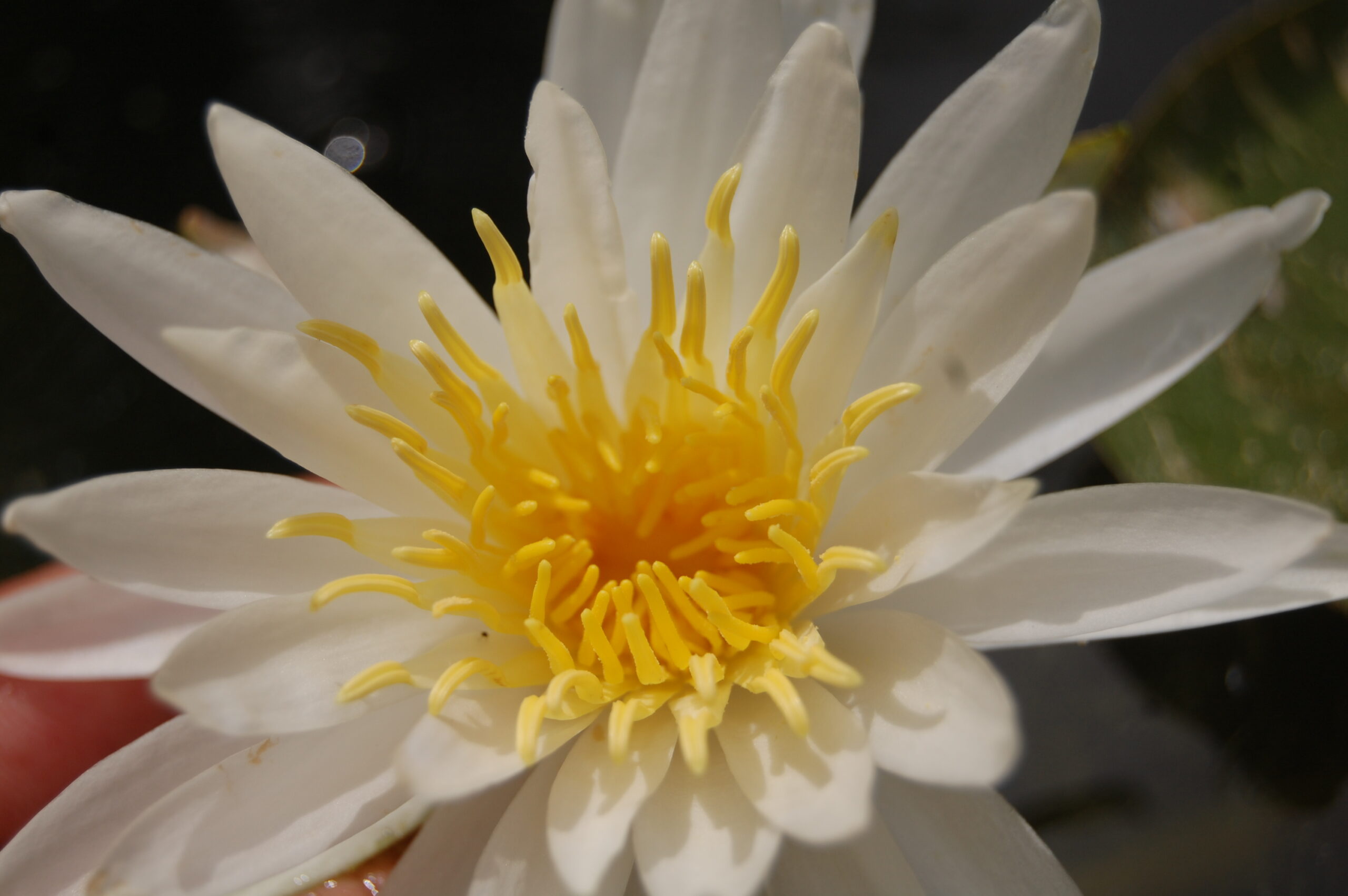 acheter nymphaea Alma for sale buy on line (1)