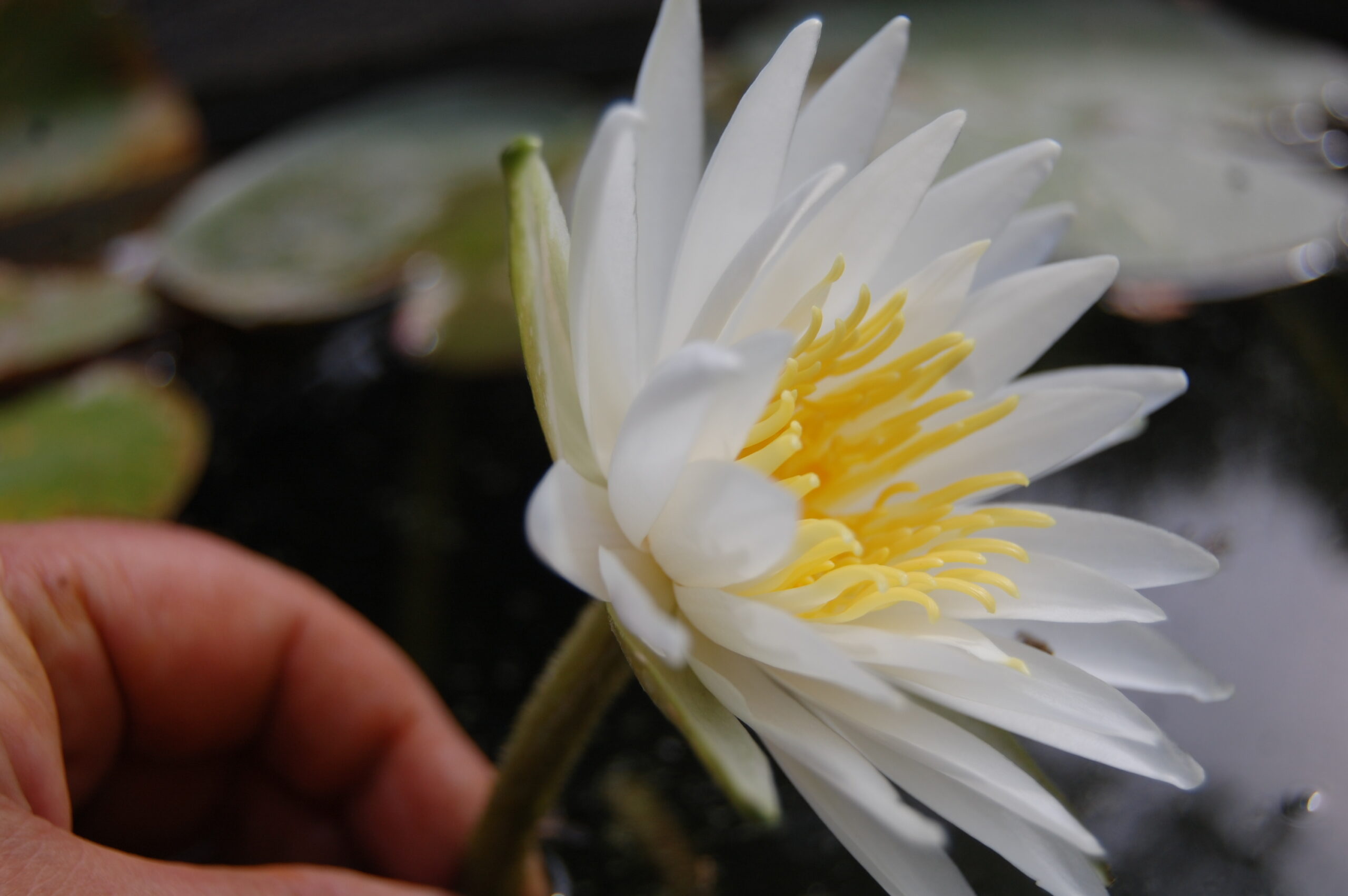 acheter nymphaea Alma for sale buy on line (10)