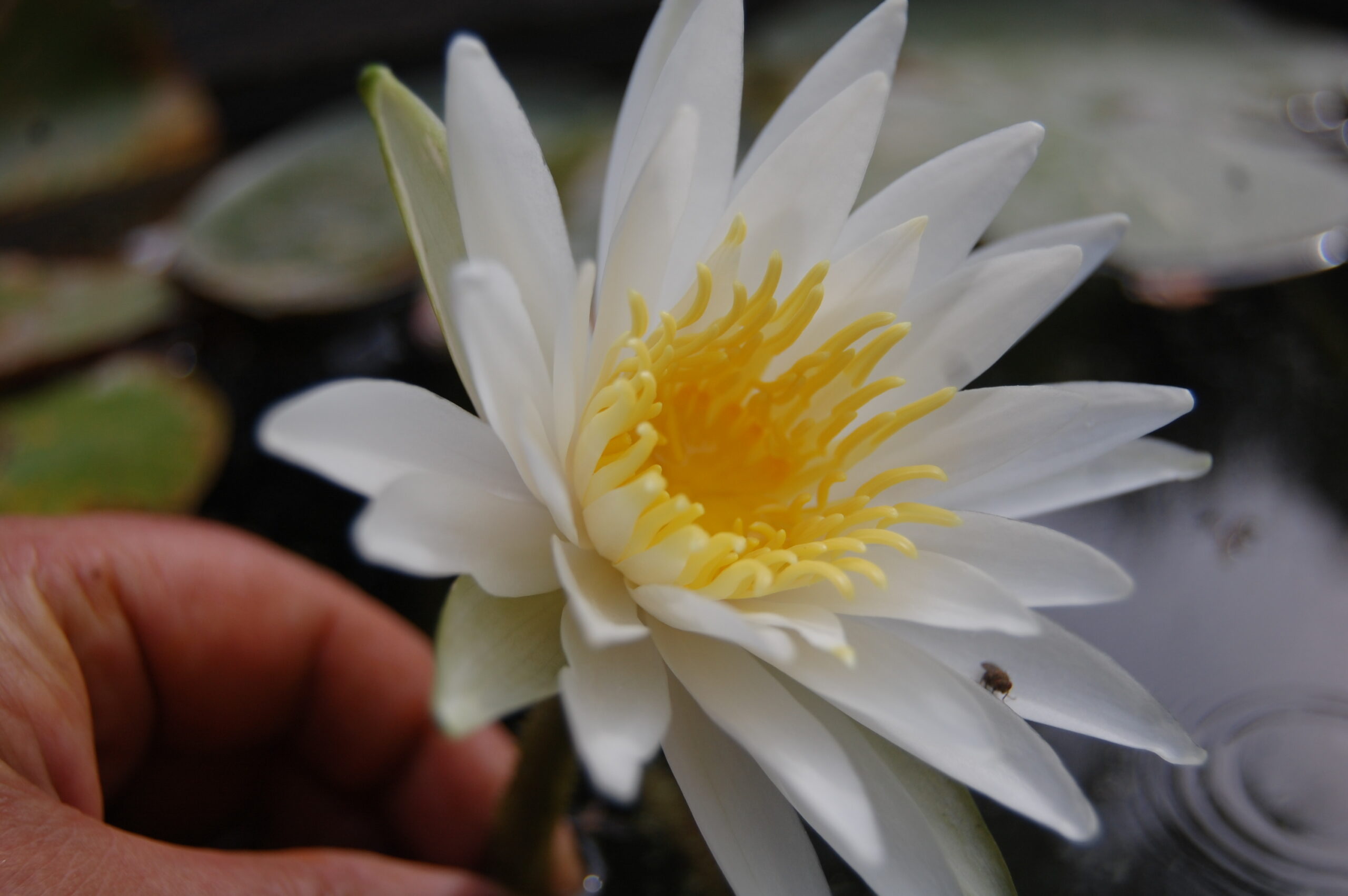 acheter nymphaea Alma for sale buy on line (11)