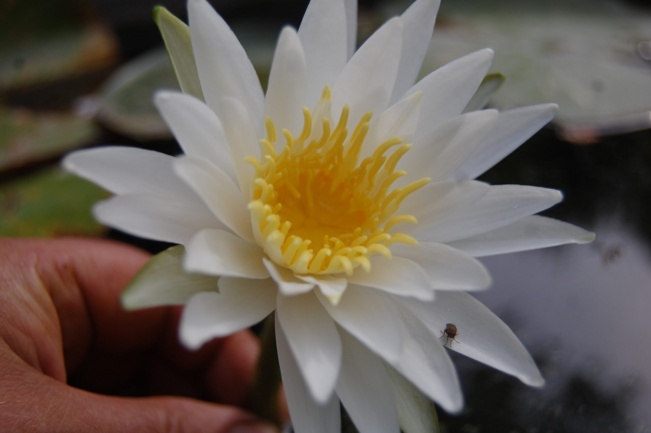 acheter nymphaea Alma for sale buy on line (12)