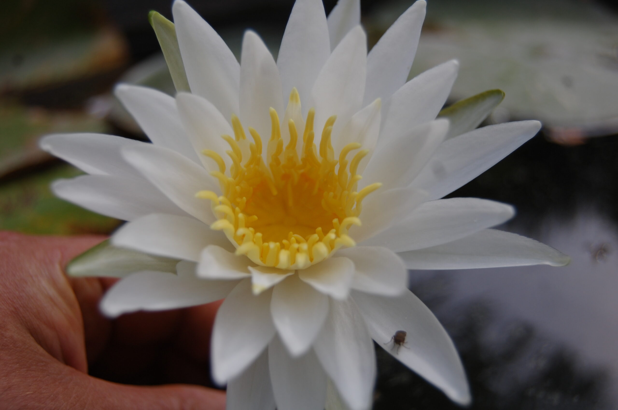 acheter nymphaea Alma for sale buy on line (13)
