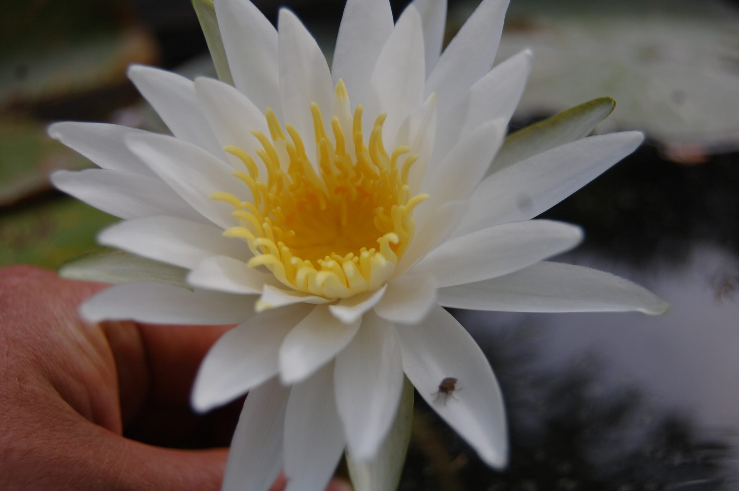 acheter nymphaea Alma for sale buy on line (14)