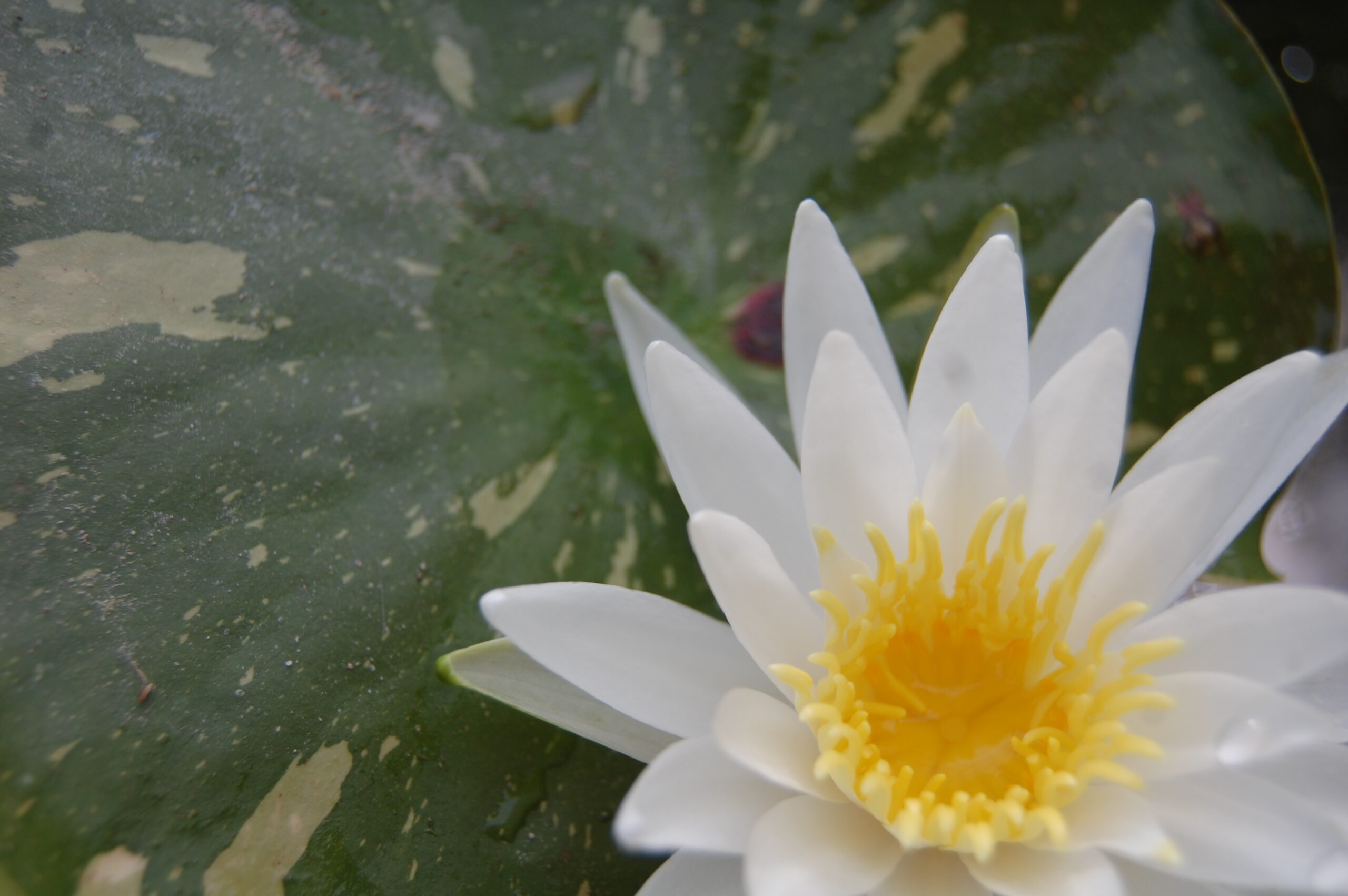 acheter nymphaea Alma for sale buy on line (15)