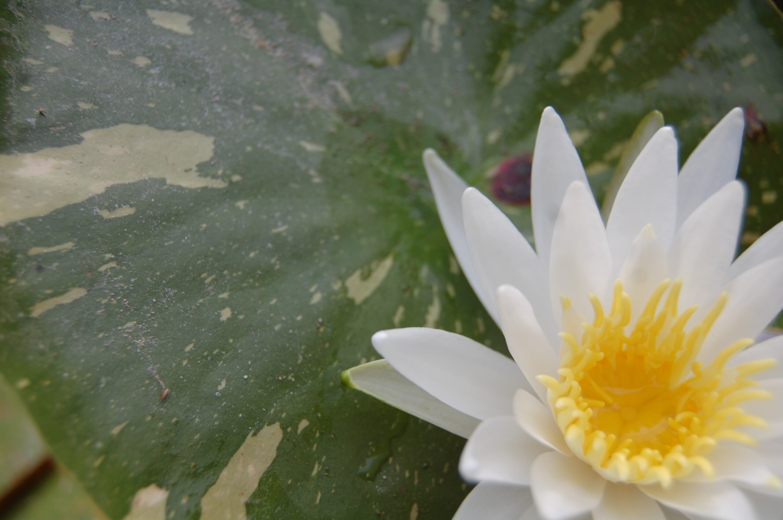 acheter nymphaea Alma for sale buy on line (16)