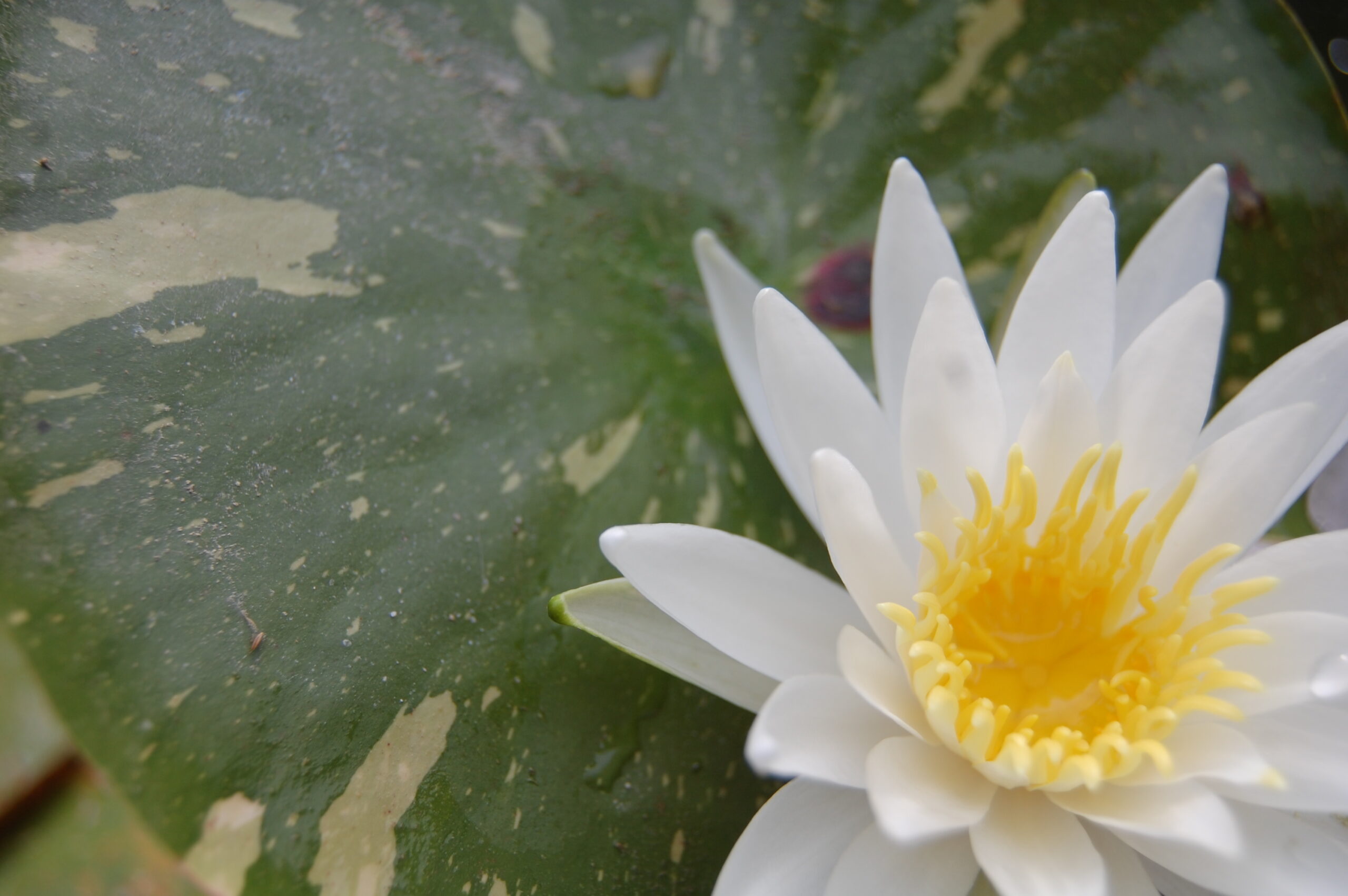 acheter nymphaea Alma for sale buy on line (17)