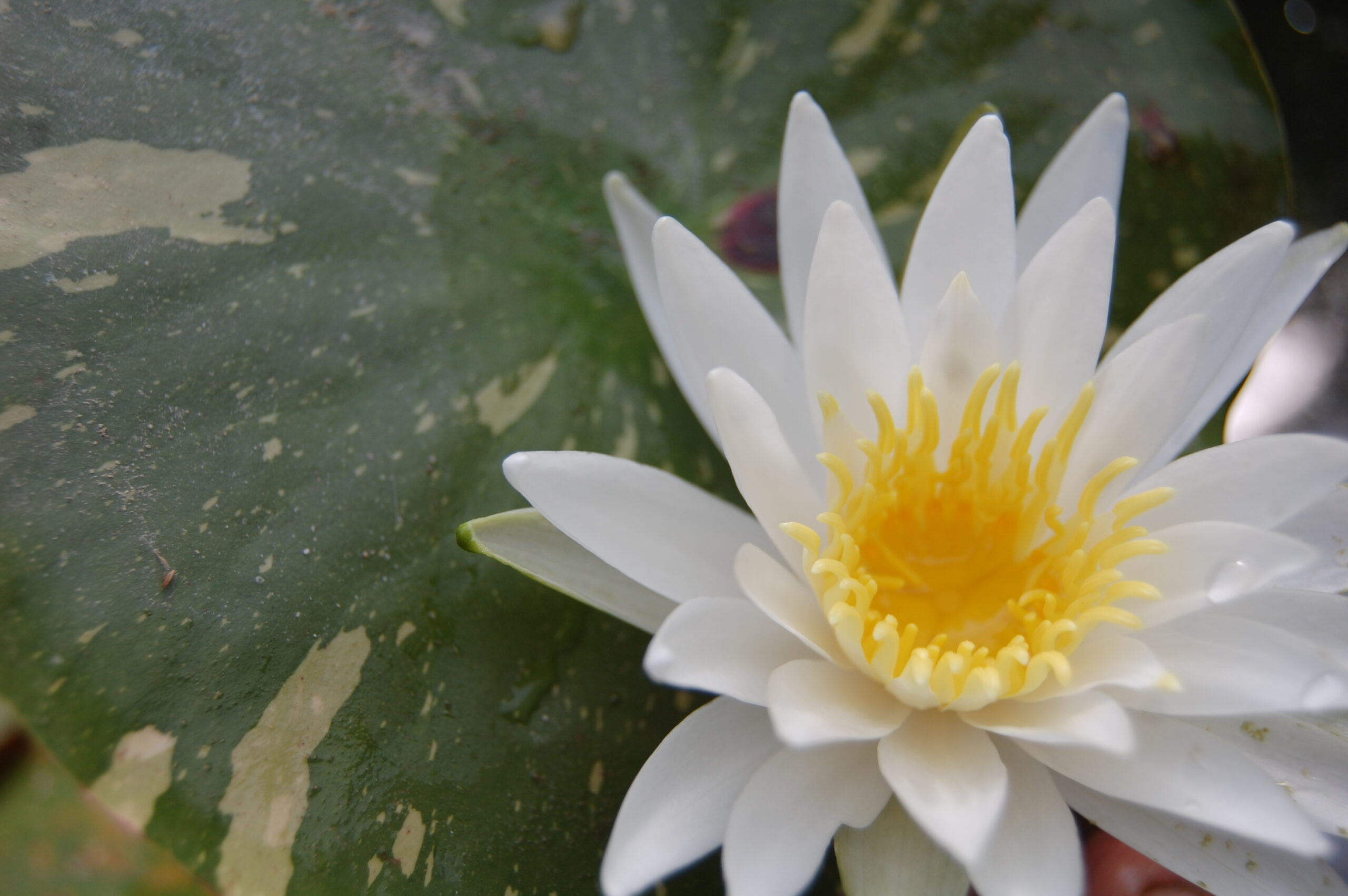 acheter nymphaea Alma for sale buy on line (18)
