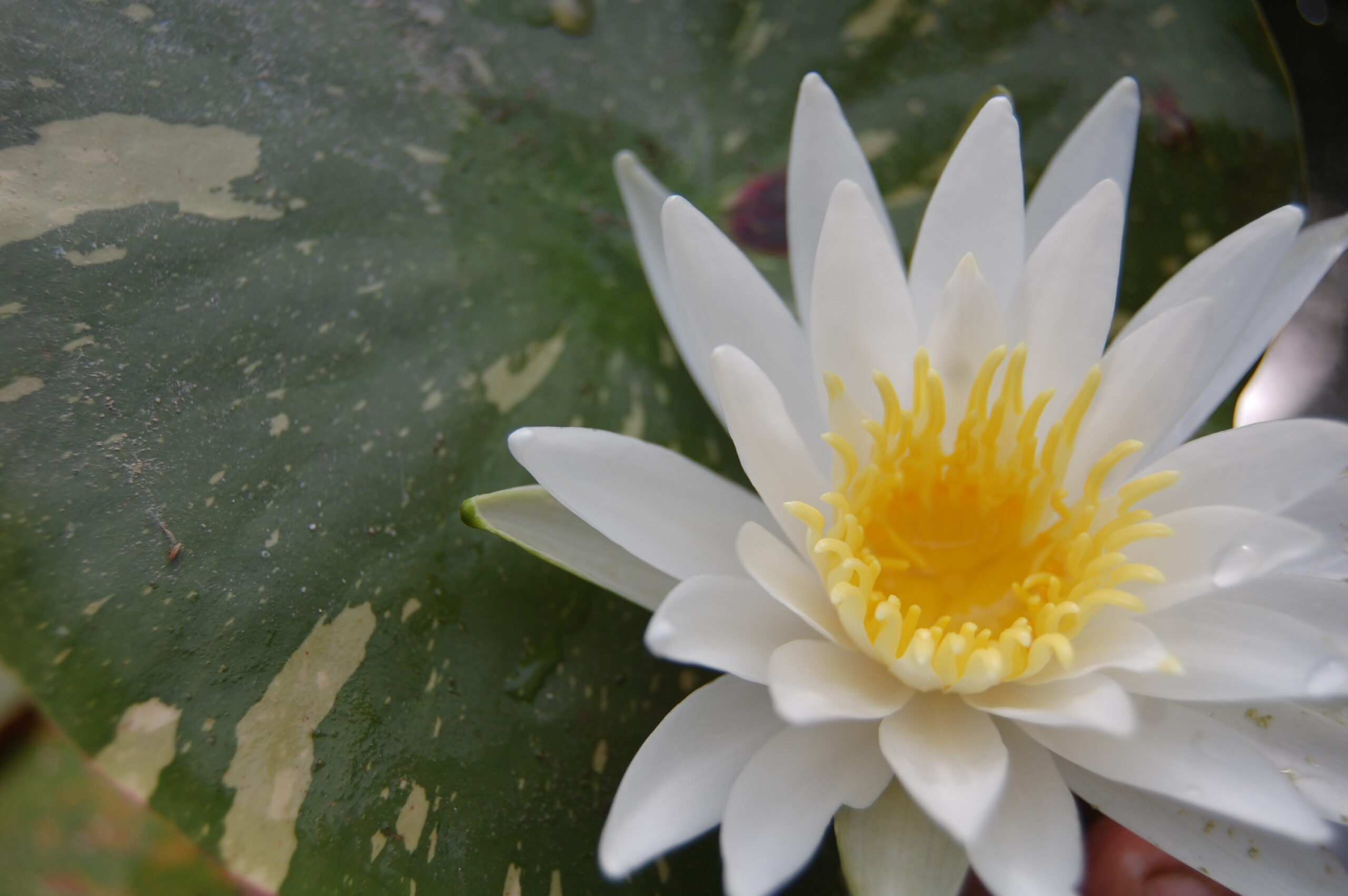 acheter nymphaea Alma for sale buy on line (19)