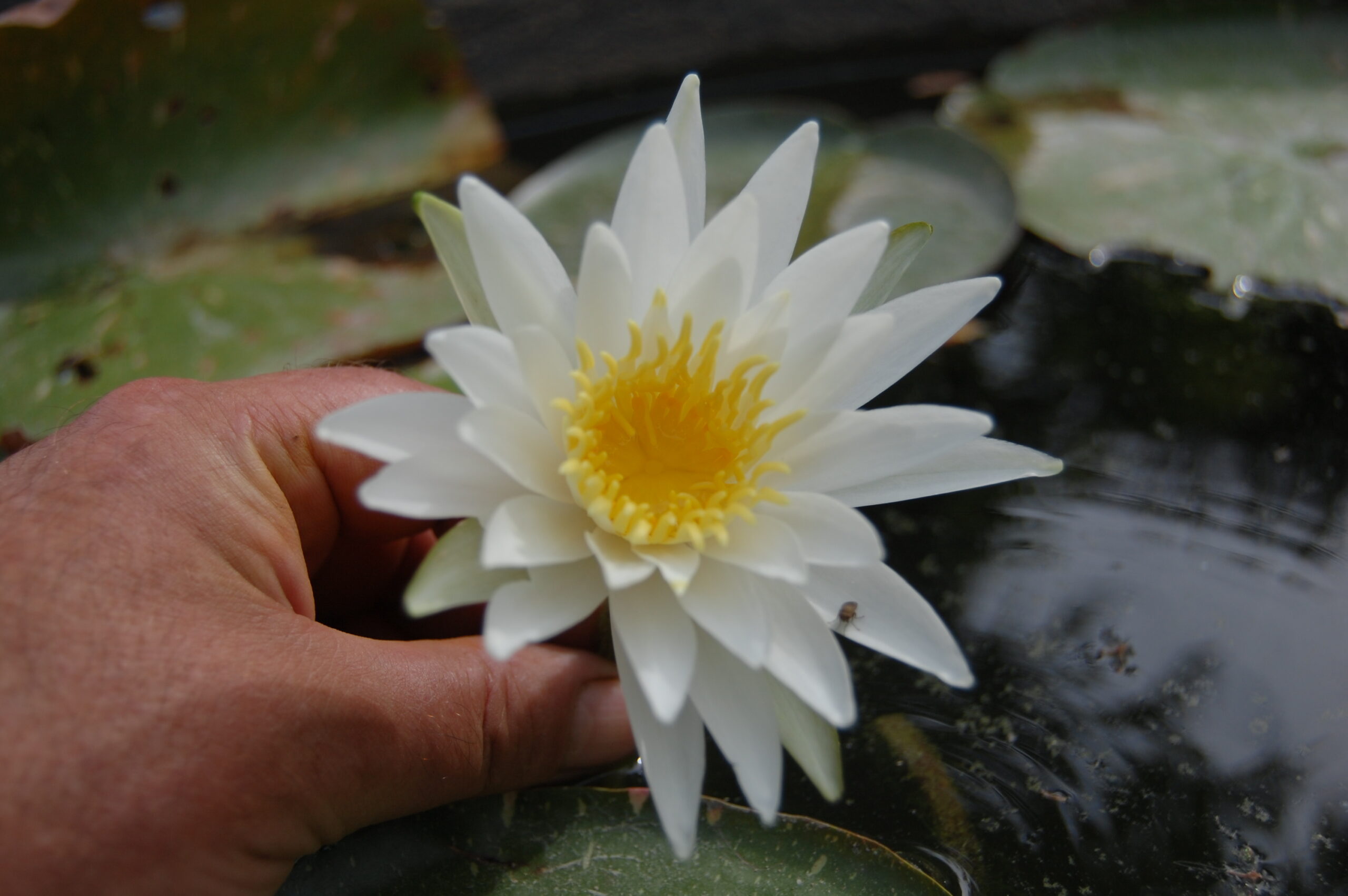 acheter nymphaea Alma for sale buy on line (2)