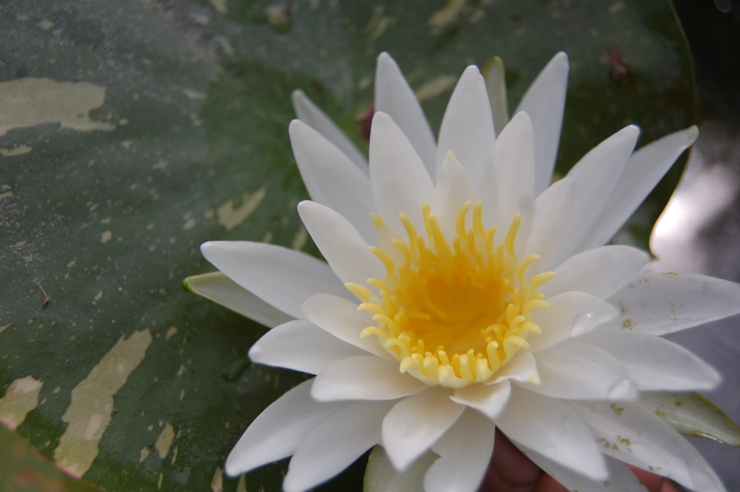 acheter nymphaea Alma for sale buy on line (20)