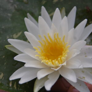 acheter nymphaea Alma for sale buy on line (21)