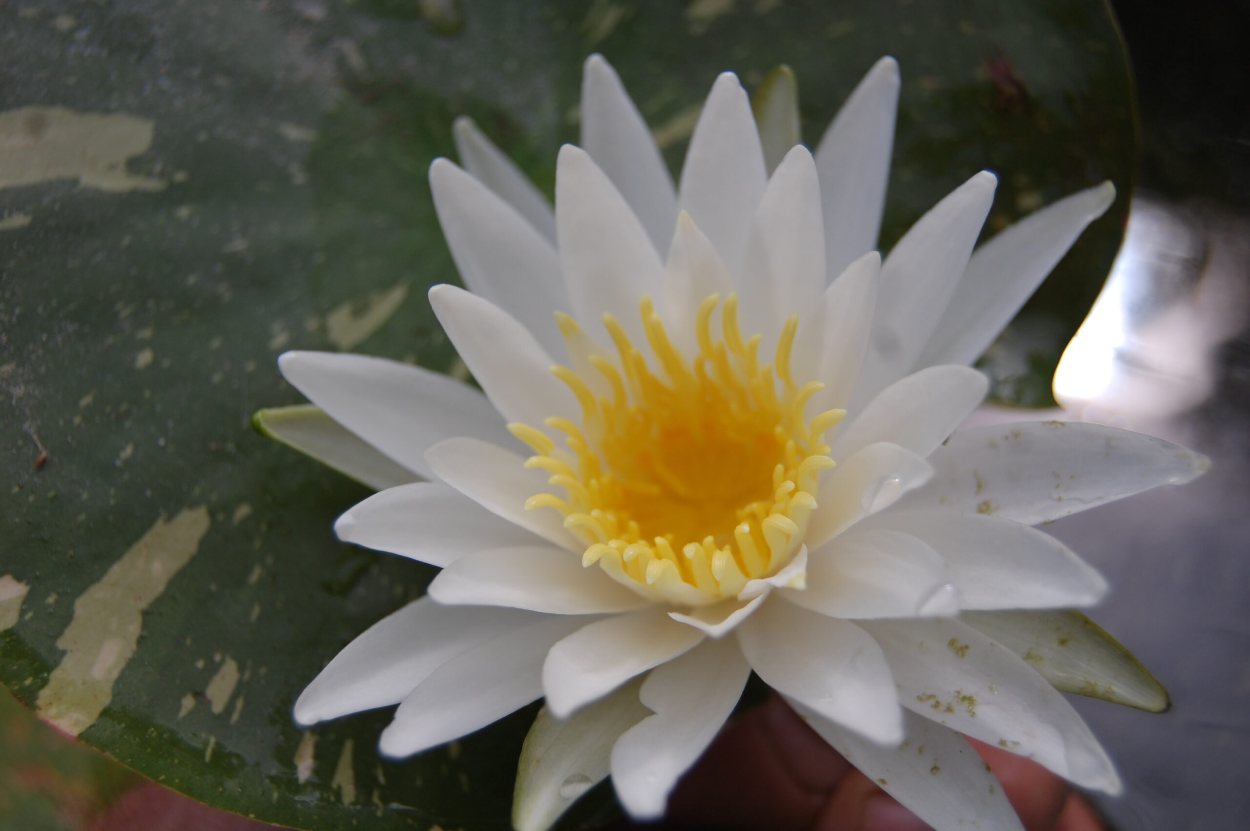 acheter nymphaea Alma for sale buy on line (21)