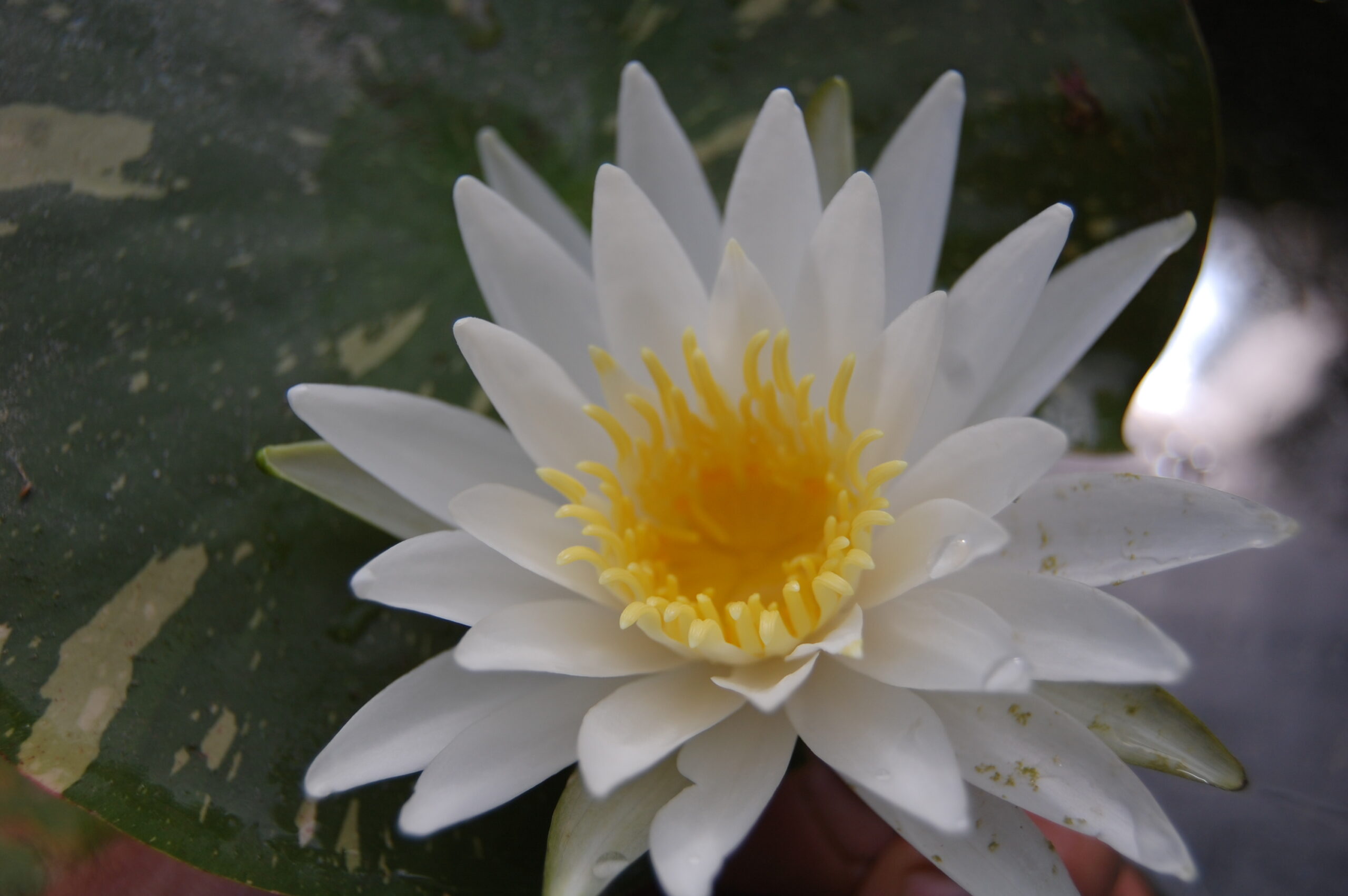 acheter nymphaea Alma for sale buy on line (22)