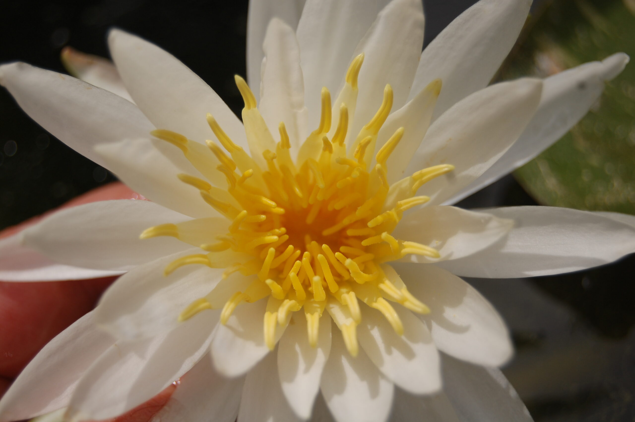 acheter nymphaea Alma for sale buy on line (23)