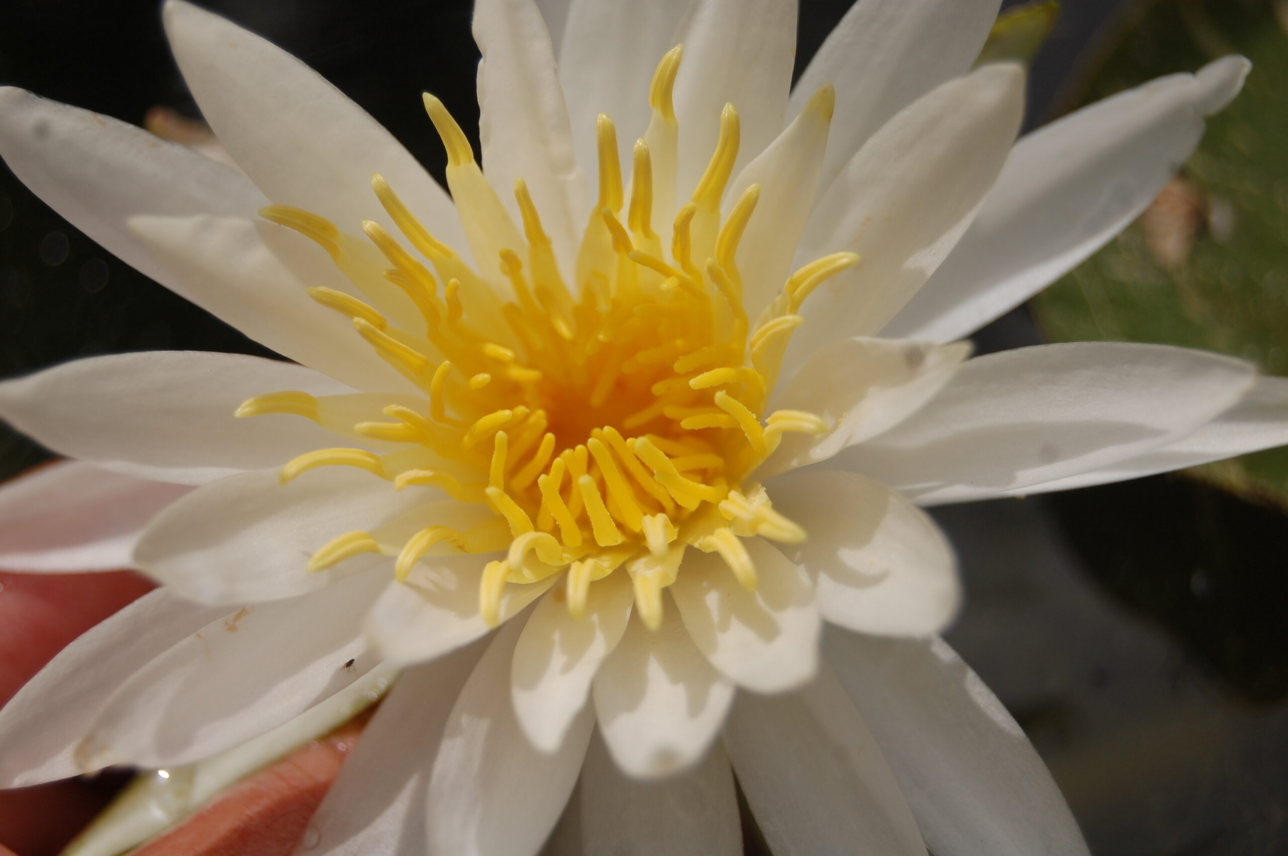 acheter nymphaea Alma for sale buy on line (24)
