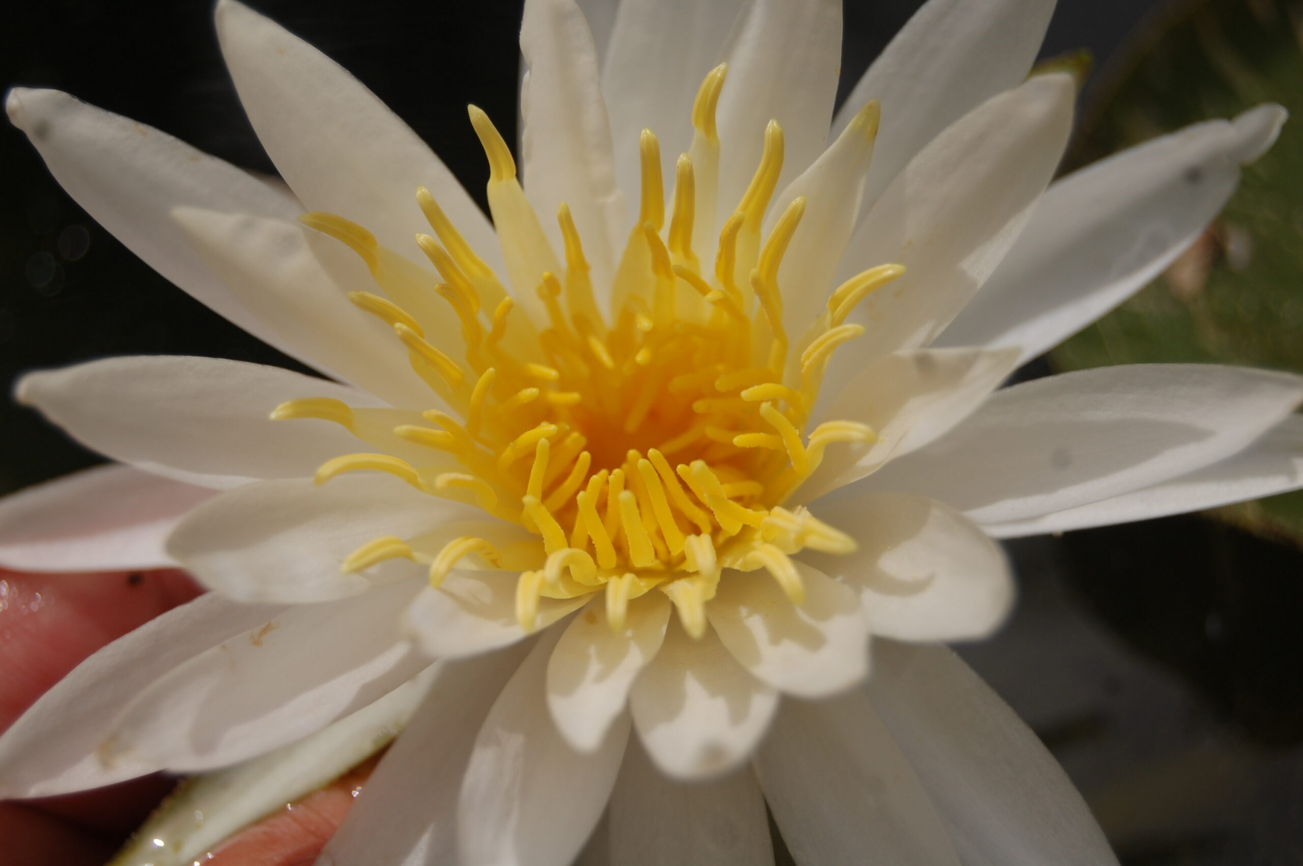 acheter nymphaea Alma for sale buy on line (25)