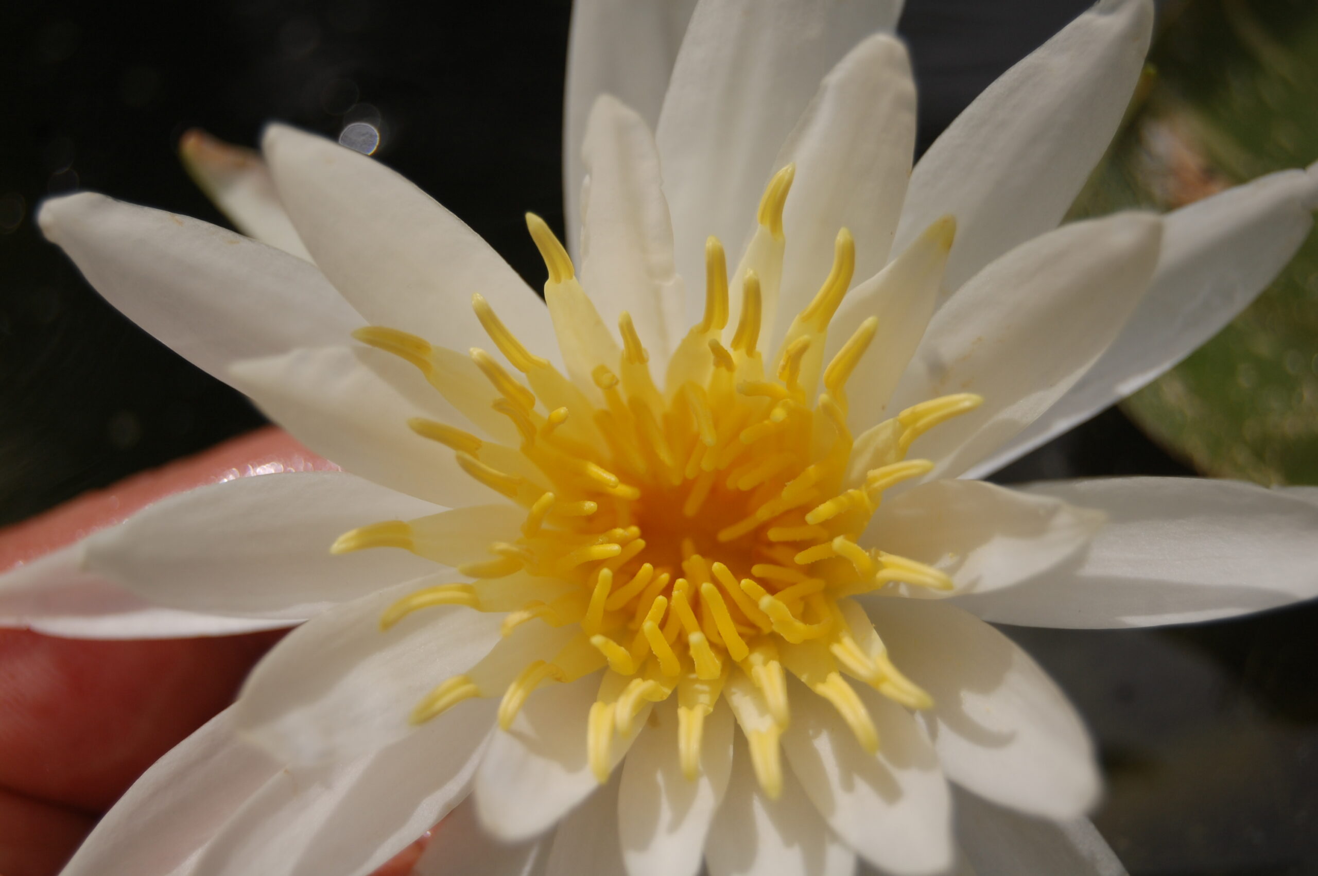 acheter nymphaea Alma for sale buy on line (26)
