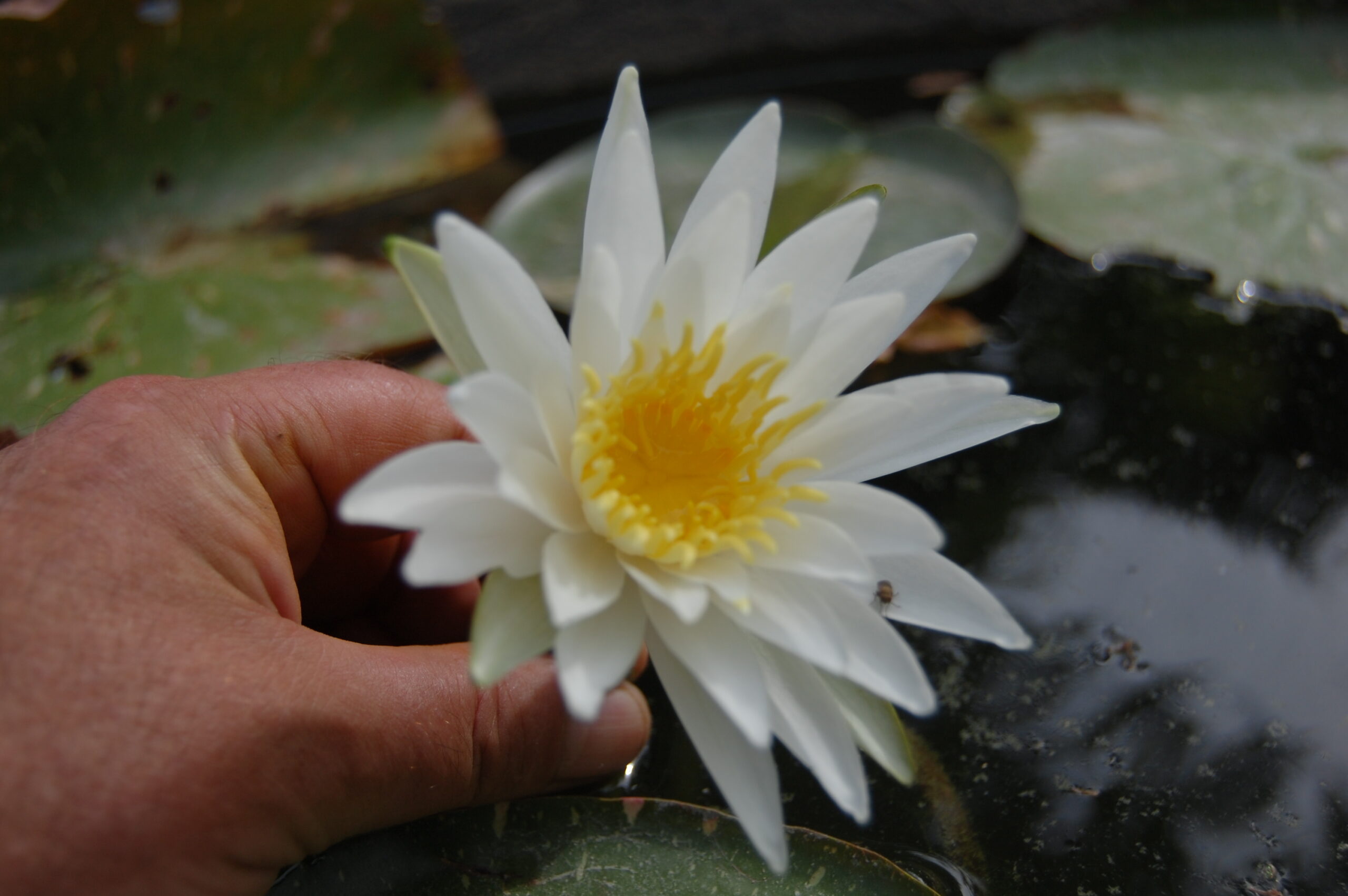 acheter nymphaea Alma for sale buy on line (3)