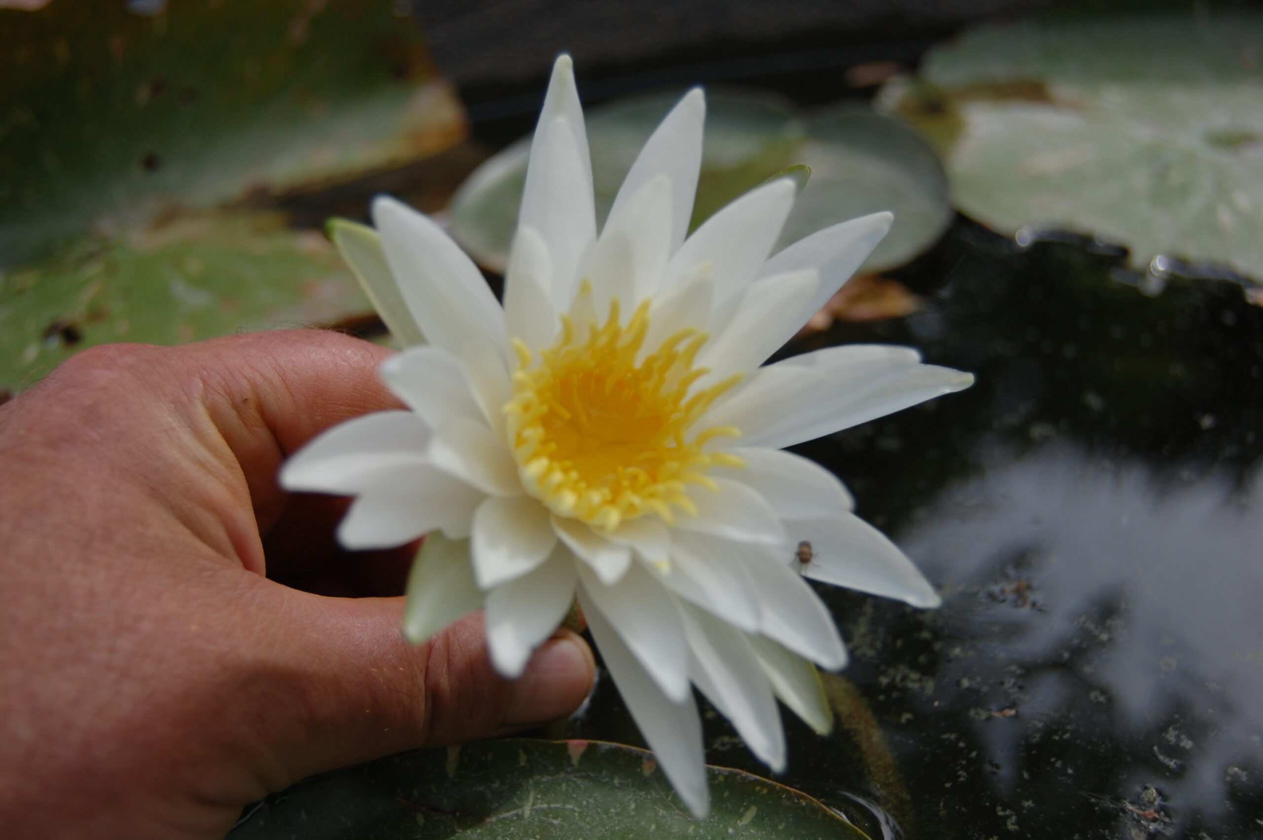 acheter nymphaea Alma for sale buy on line (4)
