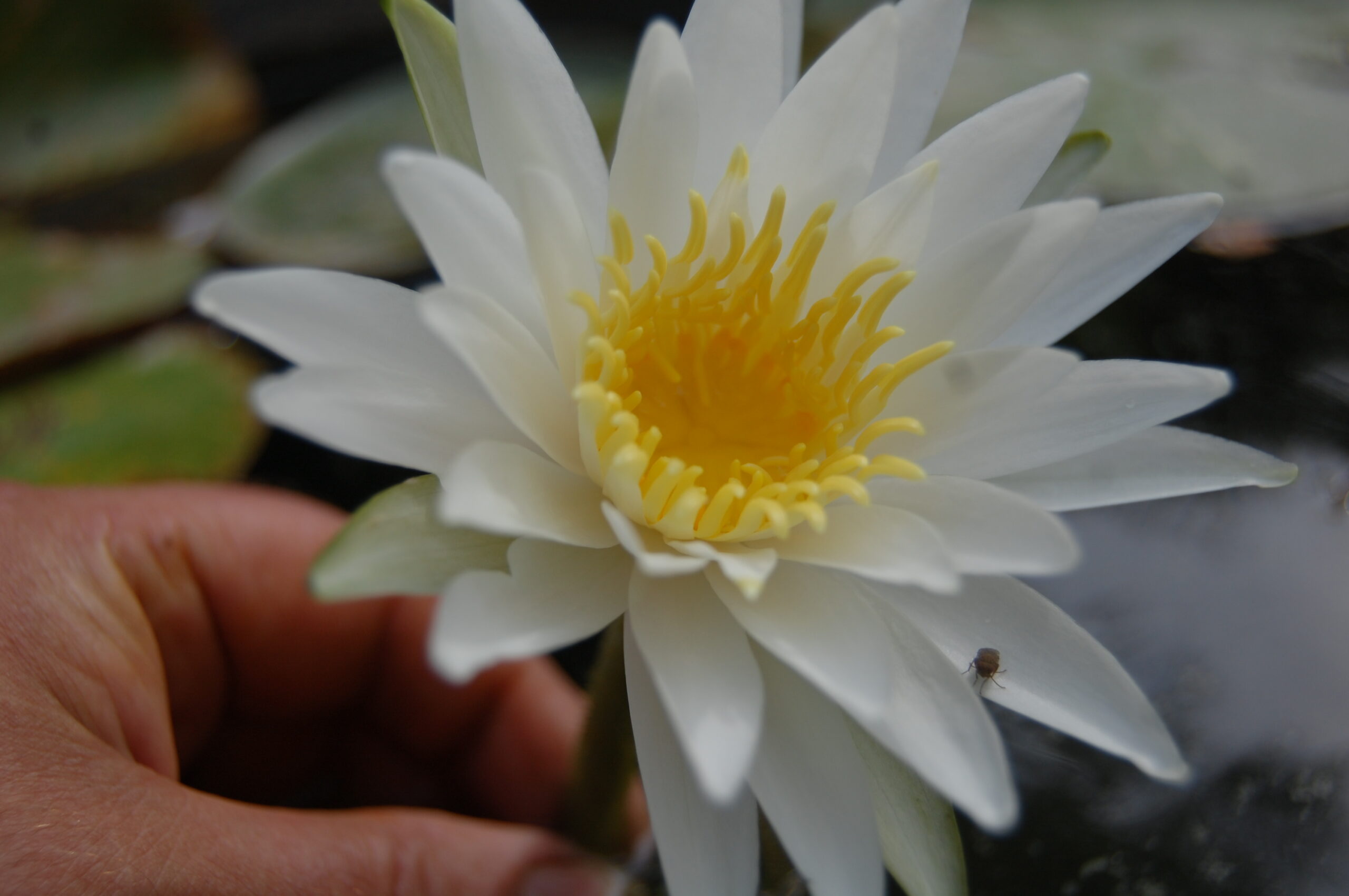 acheter nymphaea Alma for sale buy on line (5)