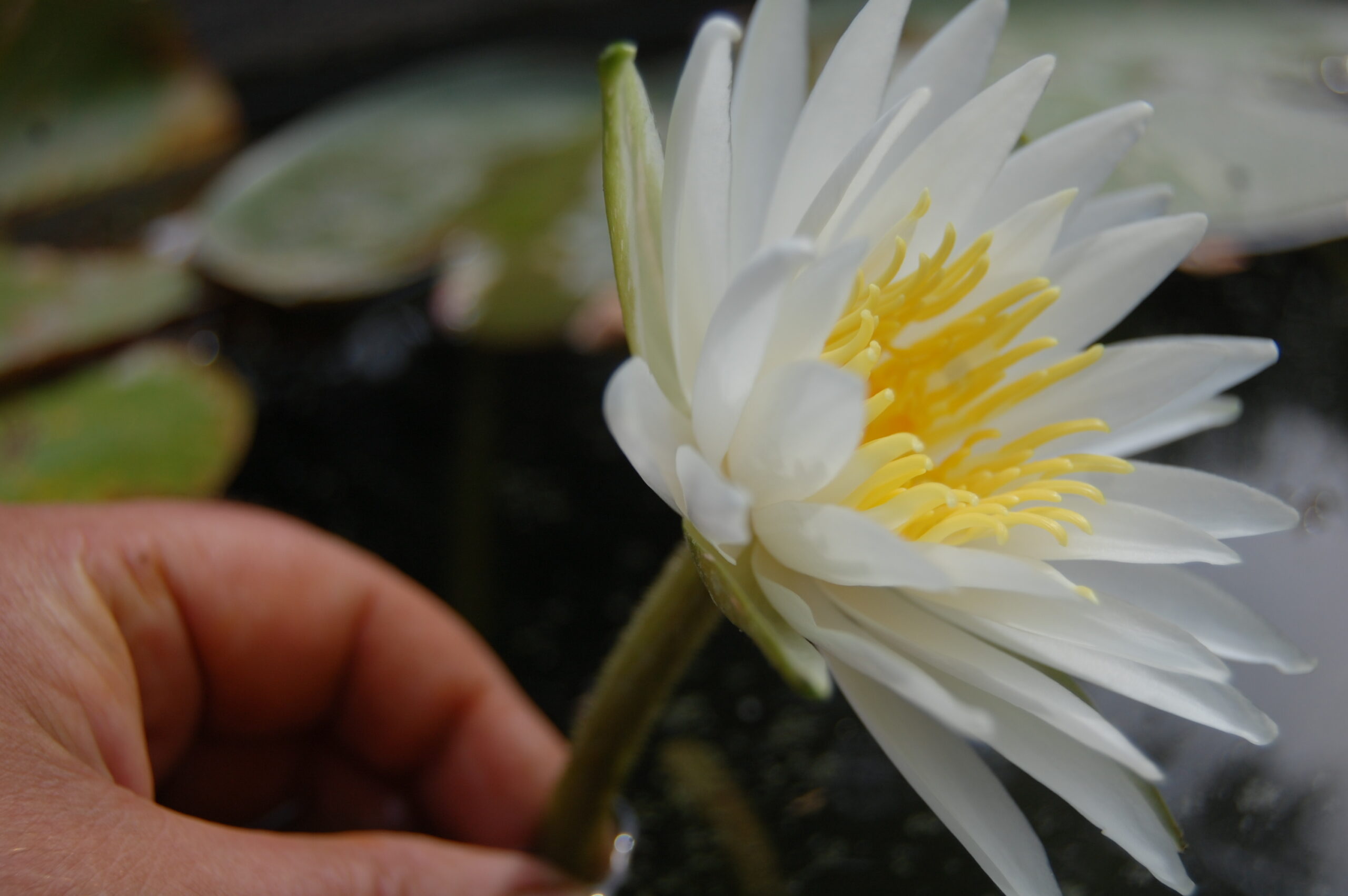 acheter nymphaea Alma for sale buy on line (6)