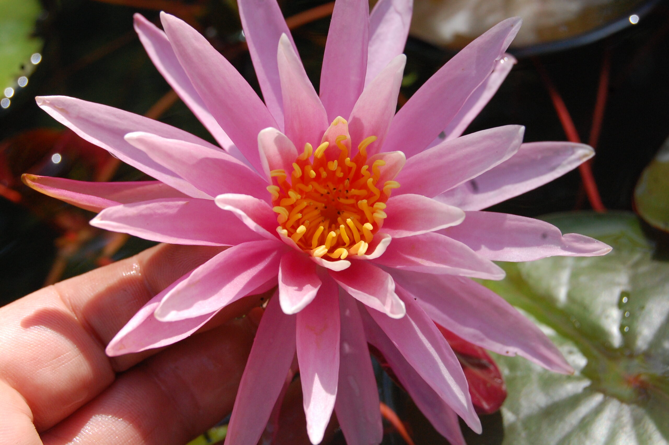 acheter nymphaea American Star for sale buy on line (1)
