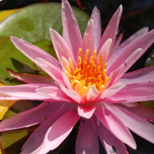 acheter nymphaea American Star for sale buy on line (10)