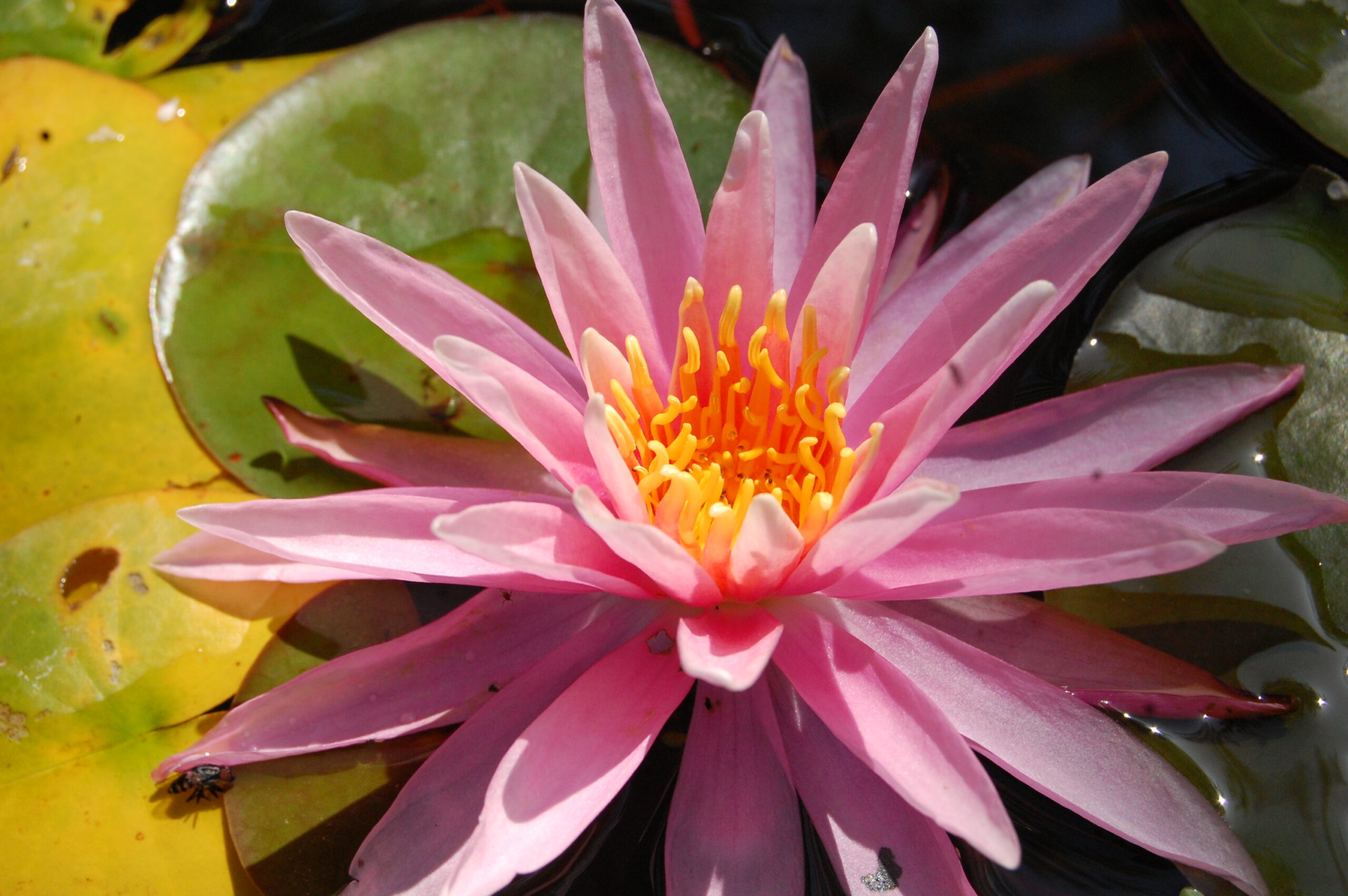 acheter nymphaea American Star for sale buy on line (10)