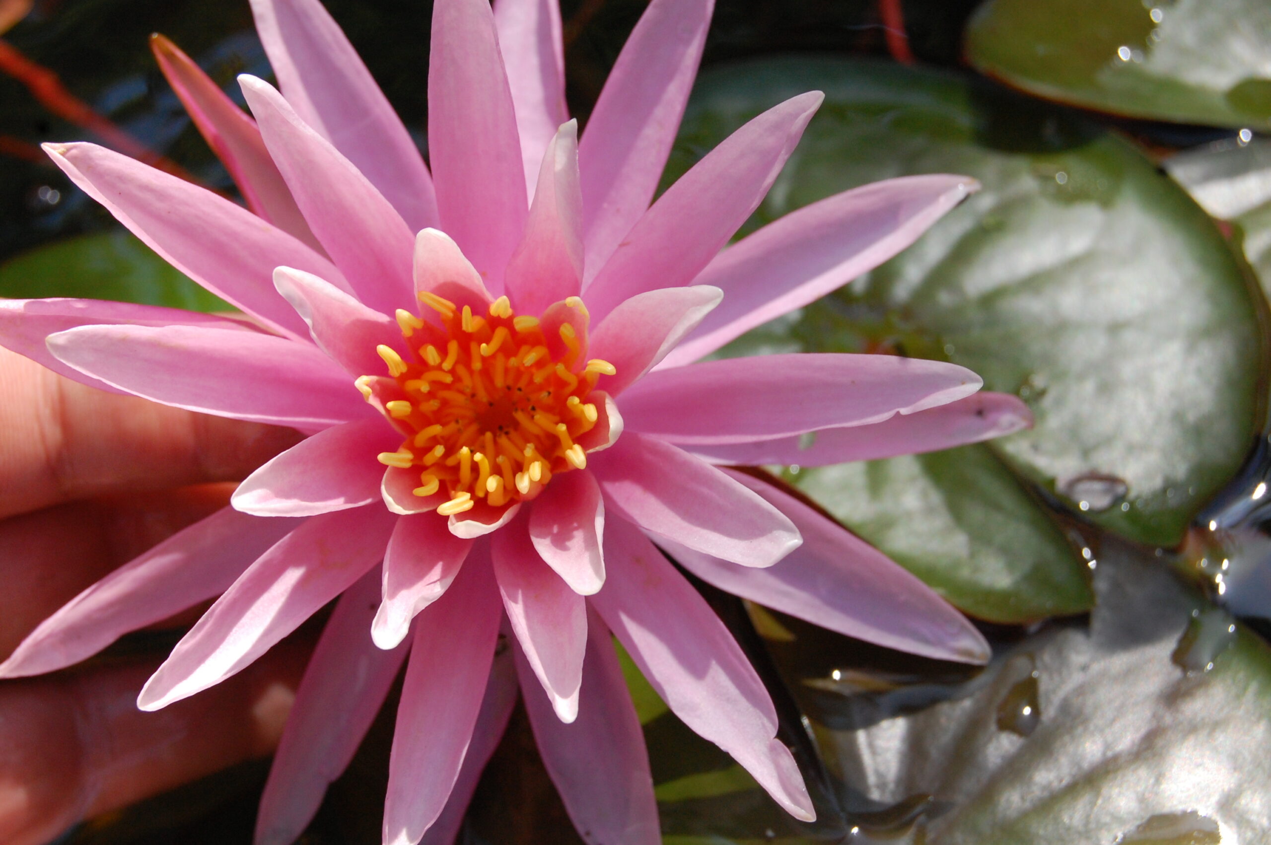 acheter nymphaea American Star for sale buy on line (11)