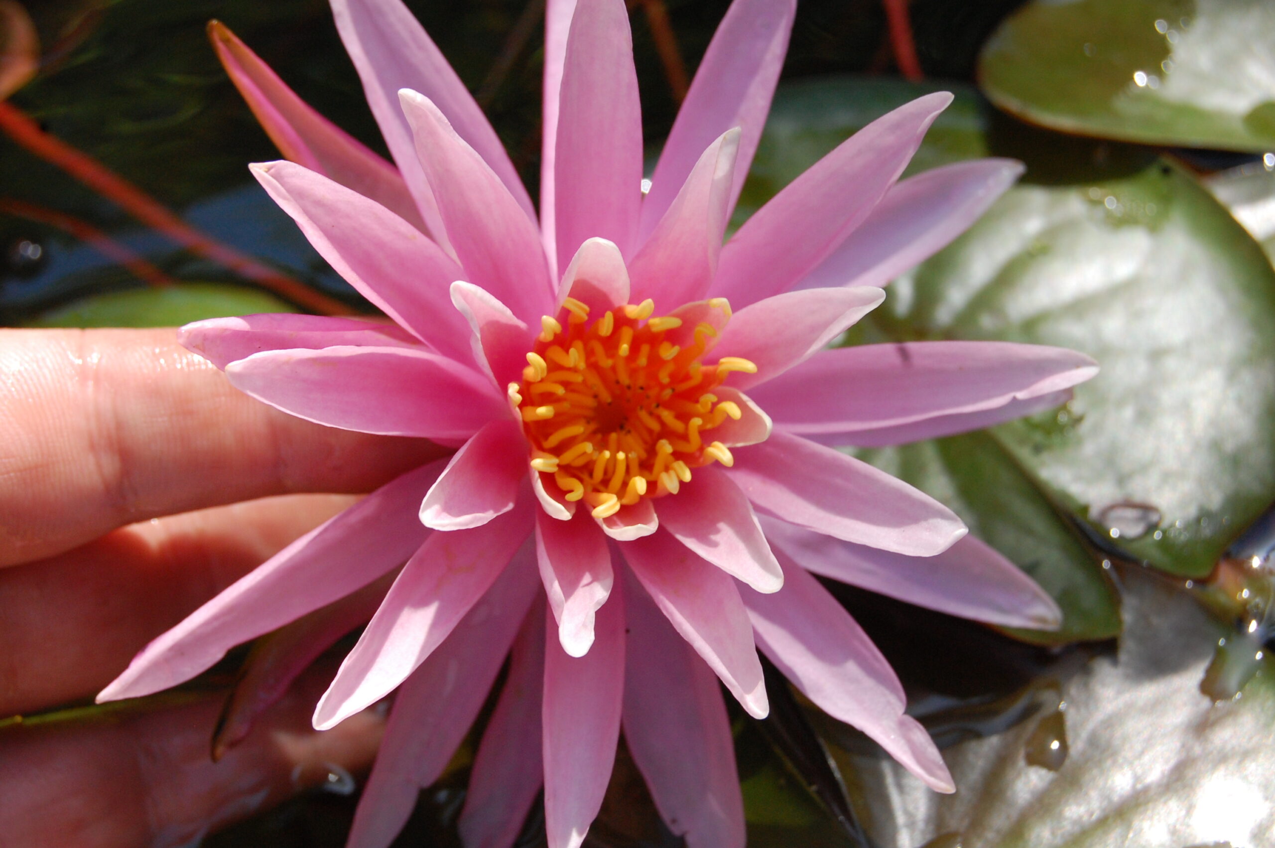 acheter nymphaea American Star for sale buy on line (12)