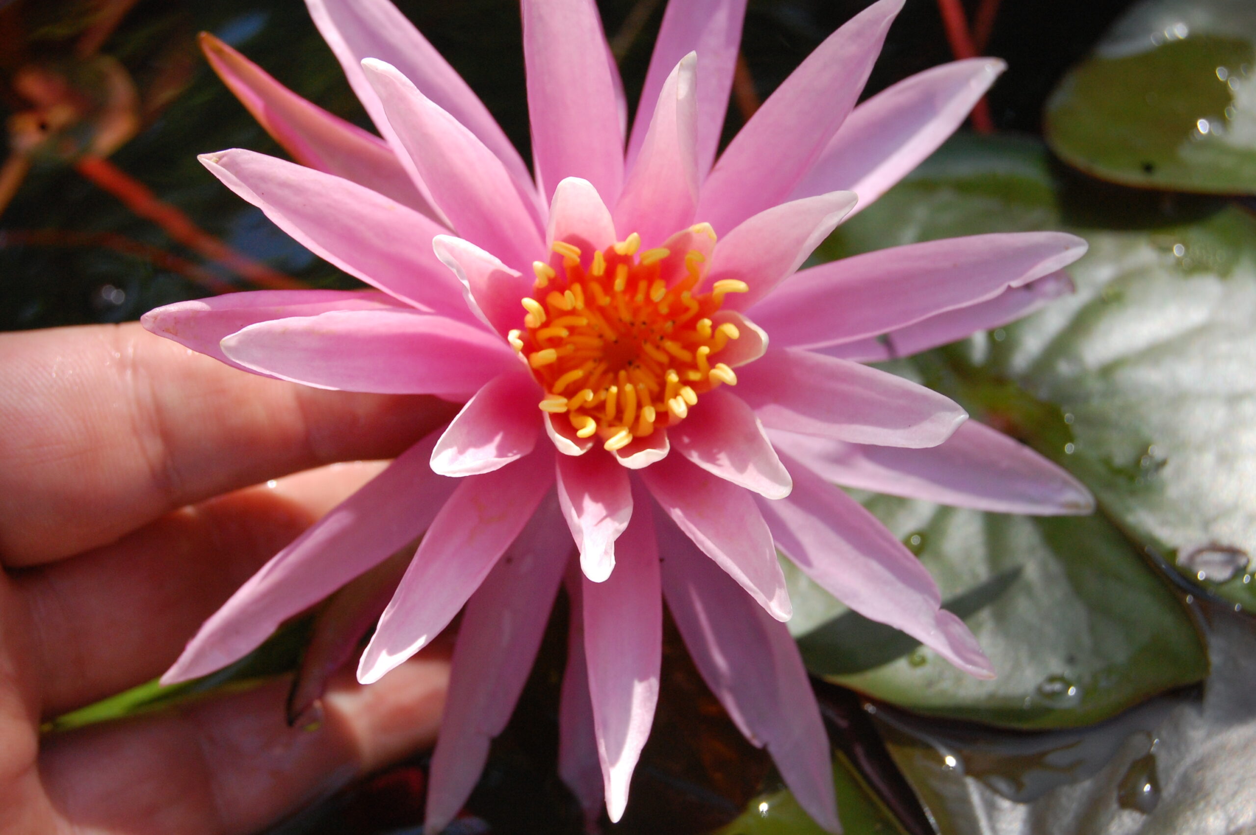 acheter nymphaea American Star for sale buy on line (13)