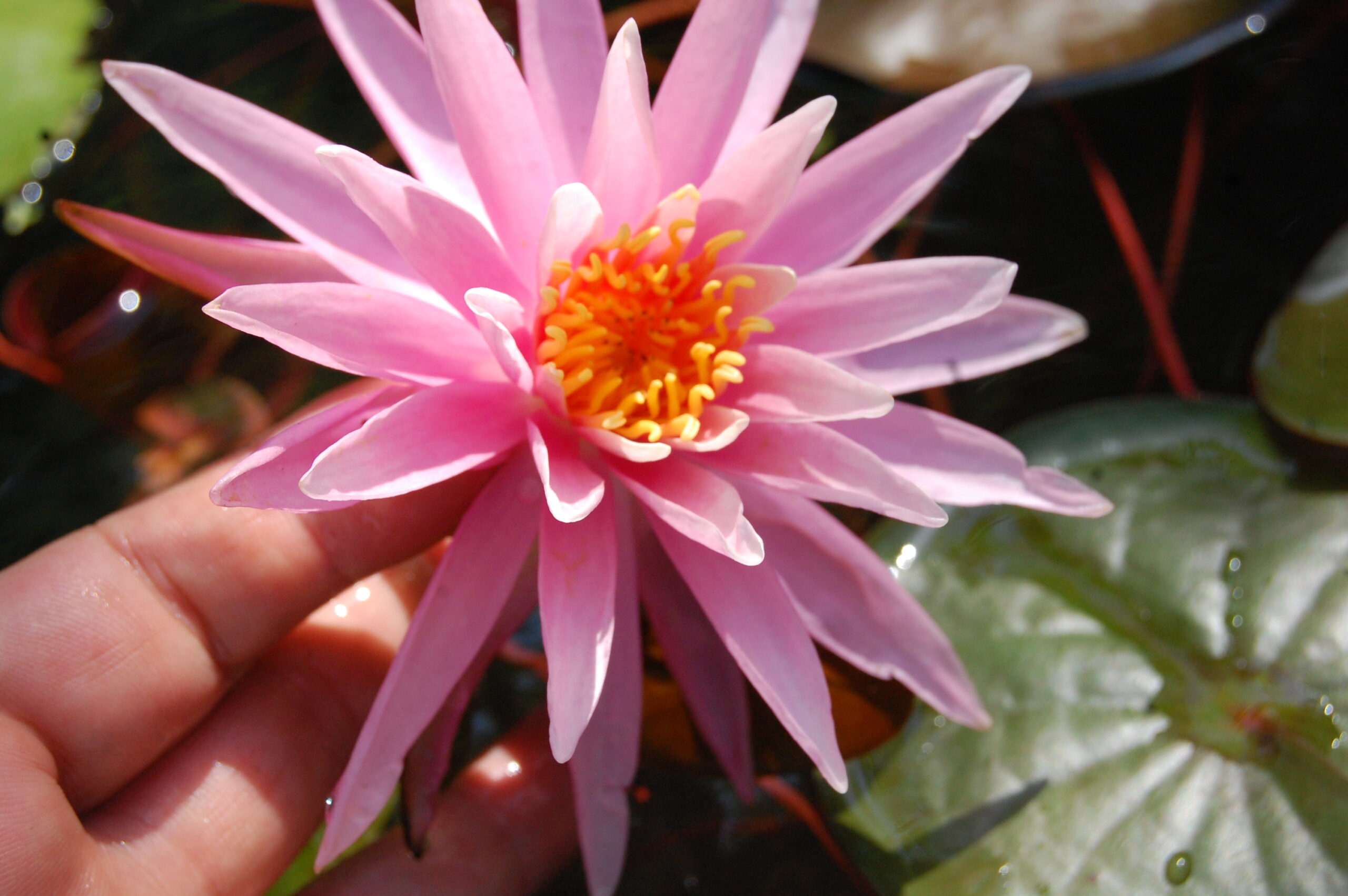 acheter nymphaea American Star for sale buy on line (14)