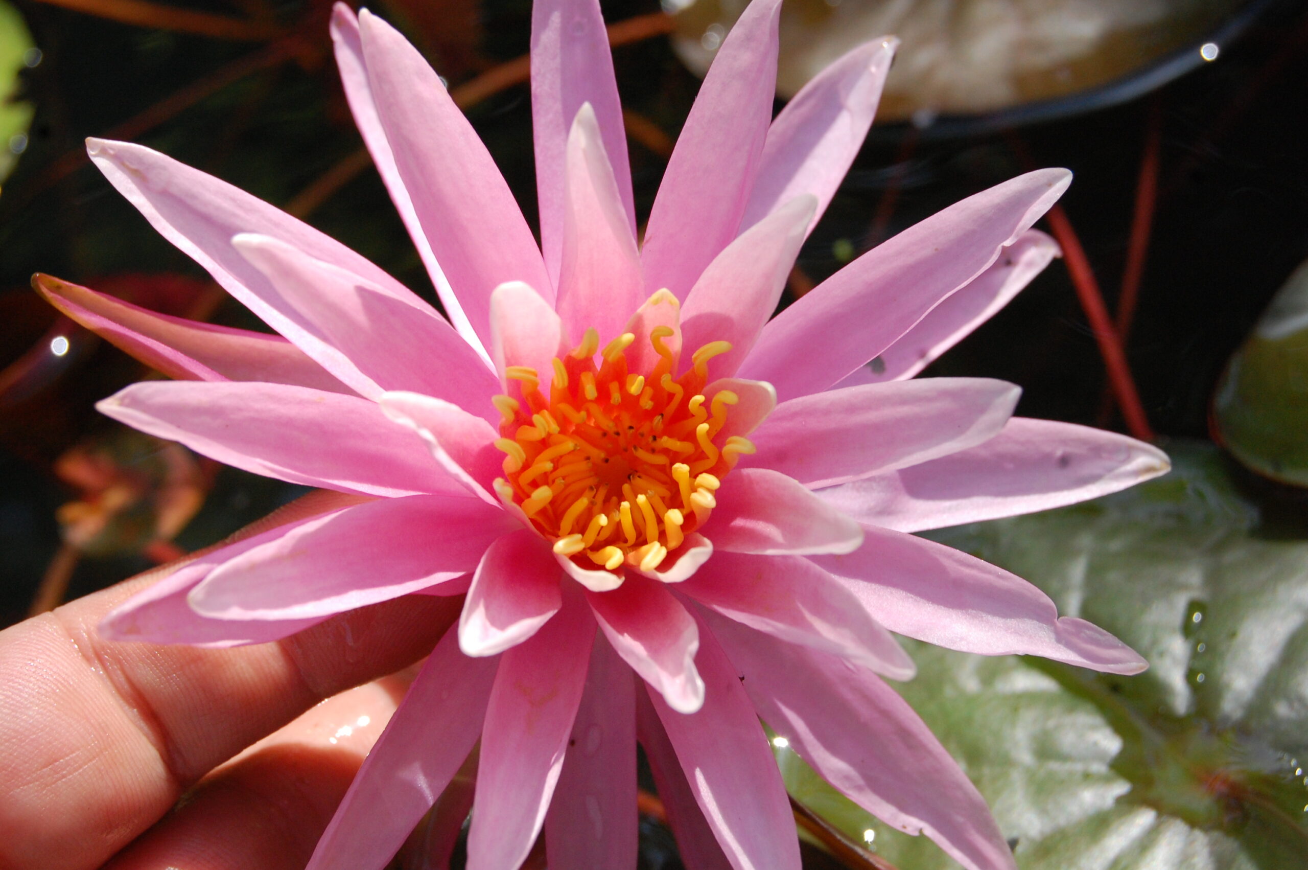 acheter nymphaea American Star for sale buy on line (15)
