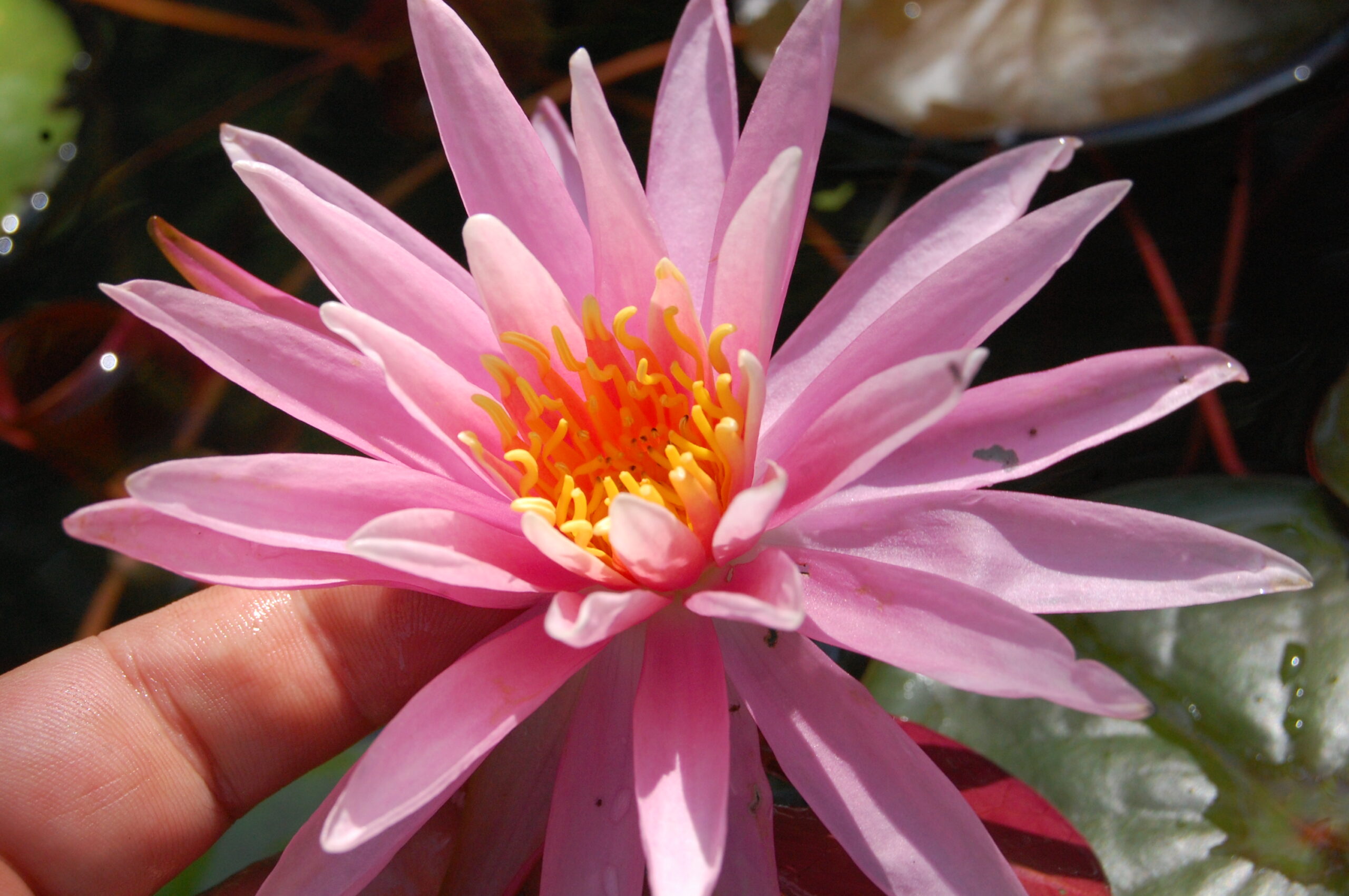 acheter nymphaea American Star for sale buy on line (16)