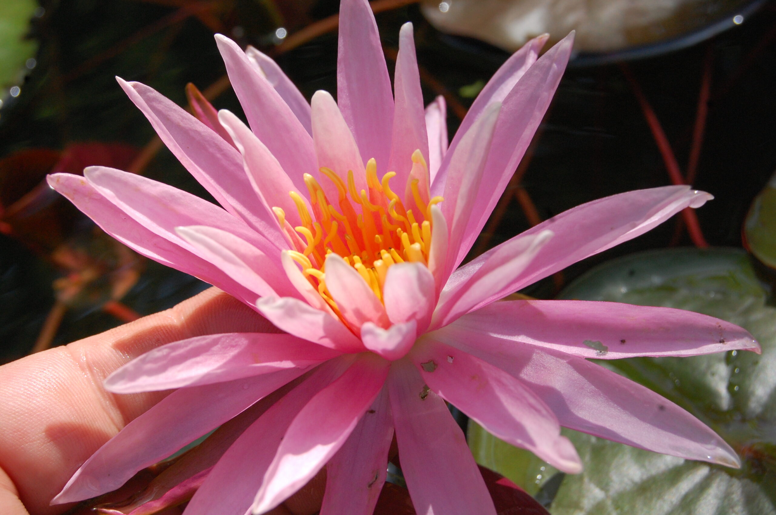 acheter nymphaea American Star for sale buy on line (17)