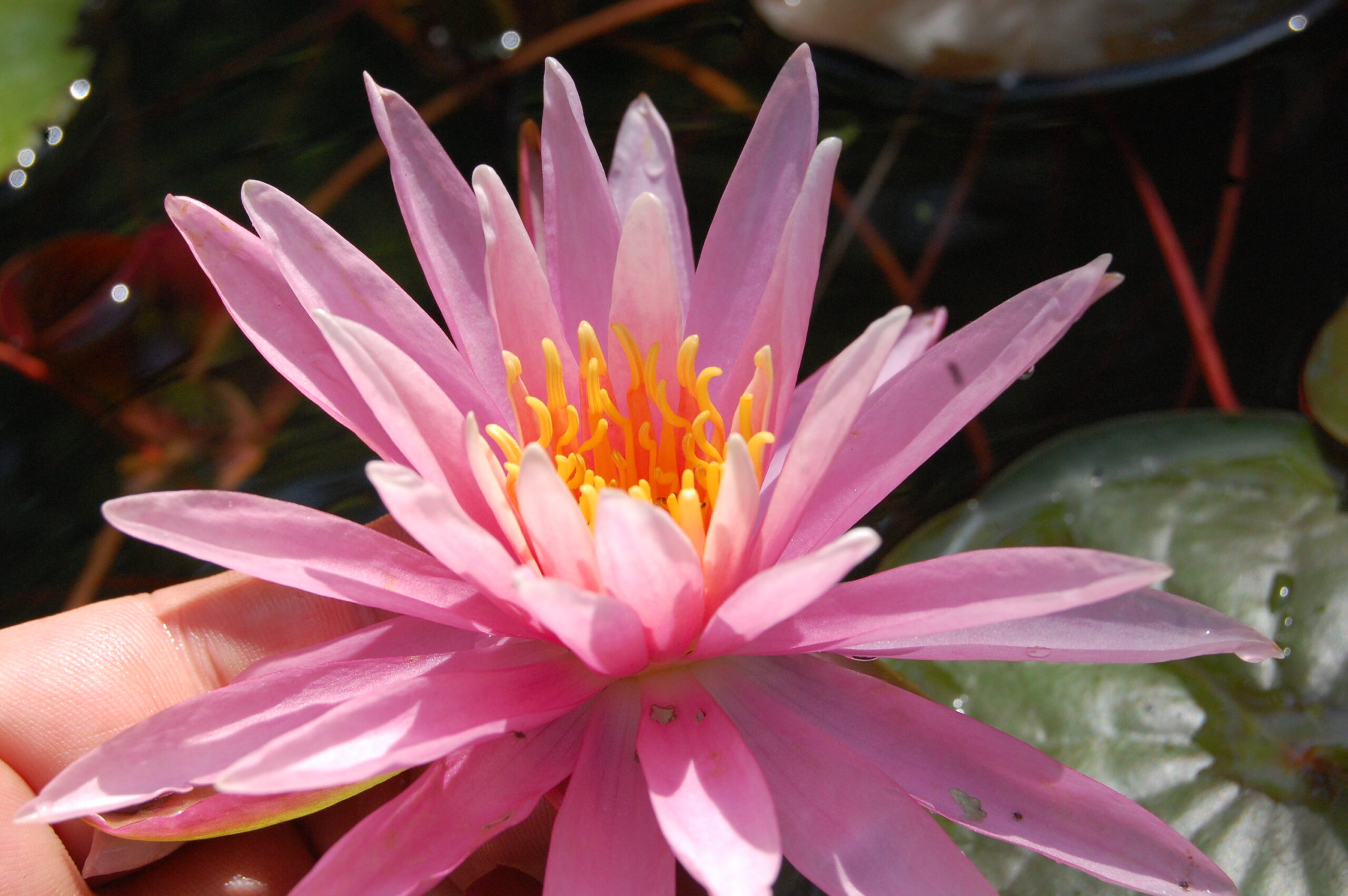 acheter nymphaea American Star for sale buy on line (18)