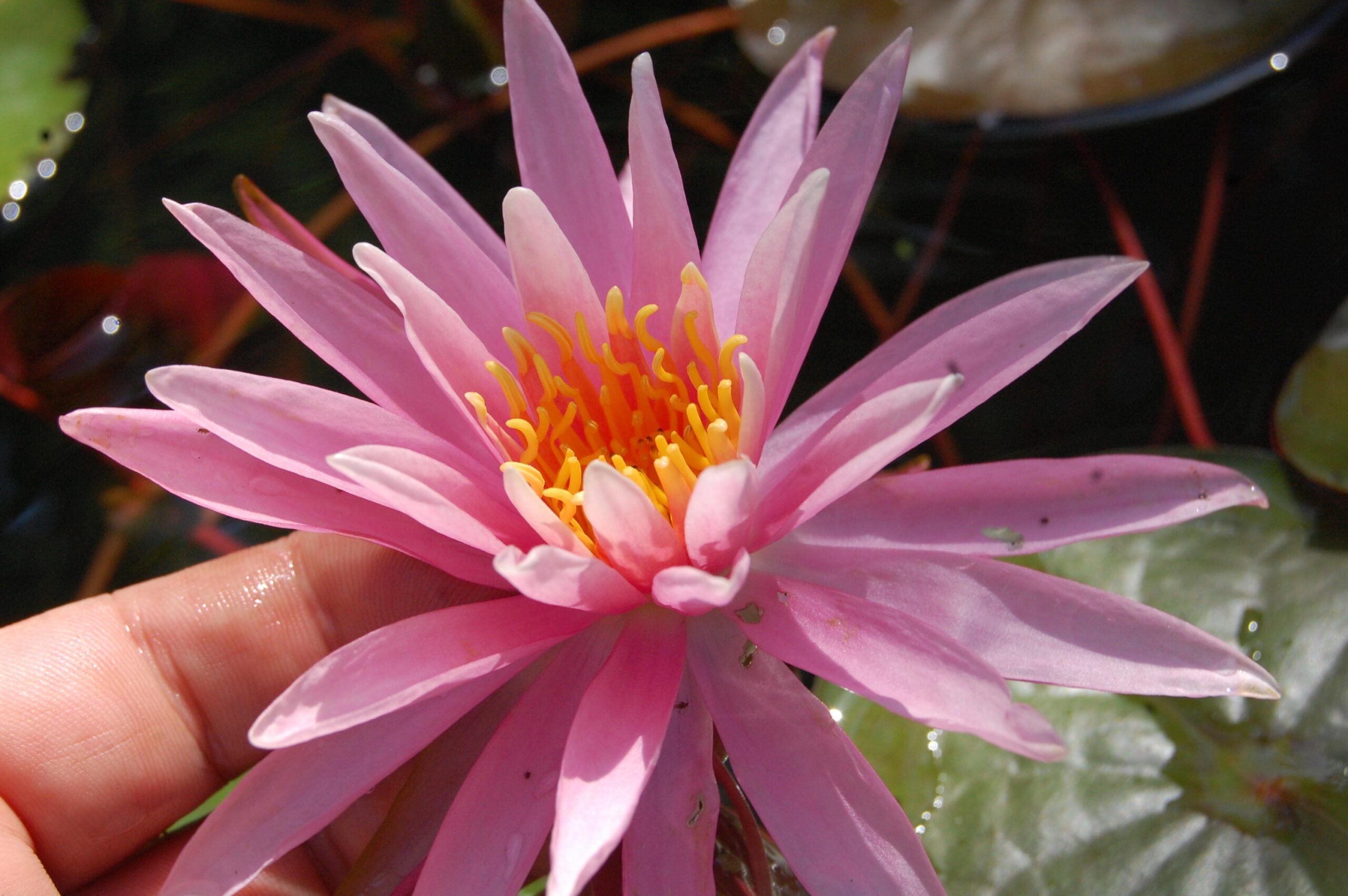 acheter nymphaea American Star for sale buy on line (19)