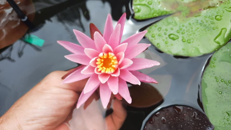 acheter nymphaea American Star for sale buy on line (4)