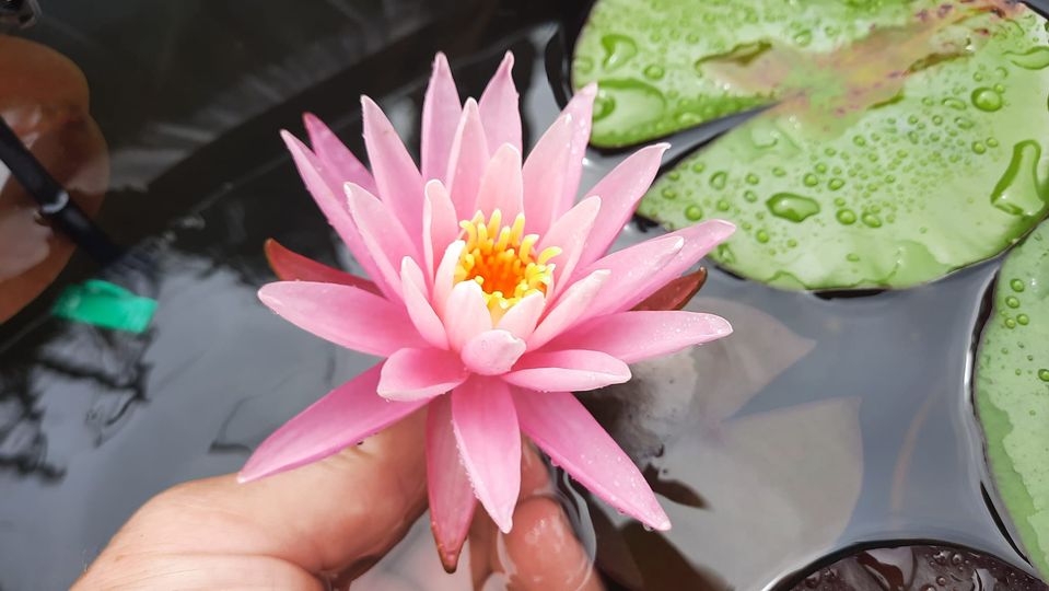 acheter nymphaea American Star for sale buy on line (5)