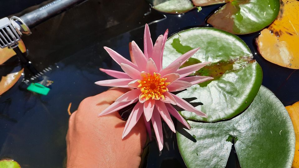 acheter nymphaea American Star for sale buy on line (6)