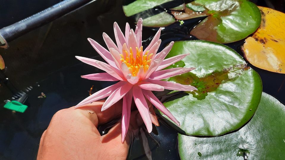 acheter nymphaea American Star for sale buy on line (7)