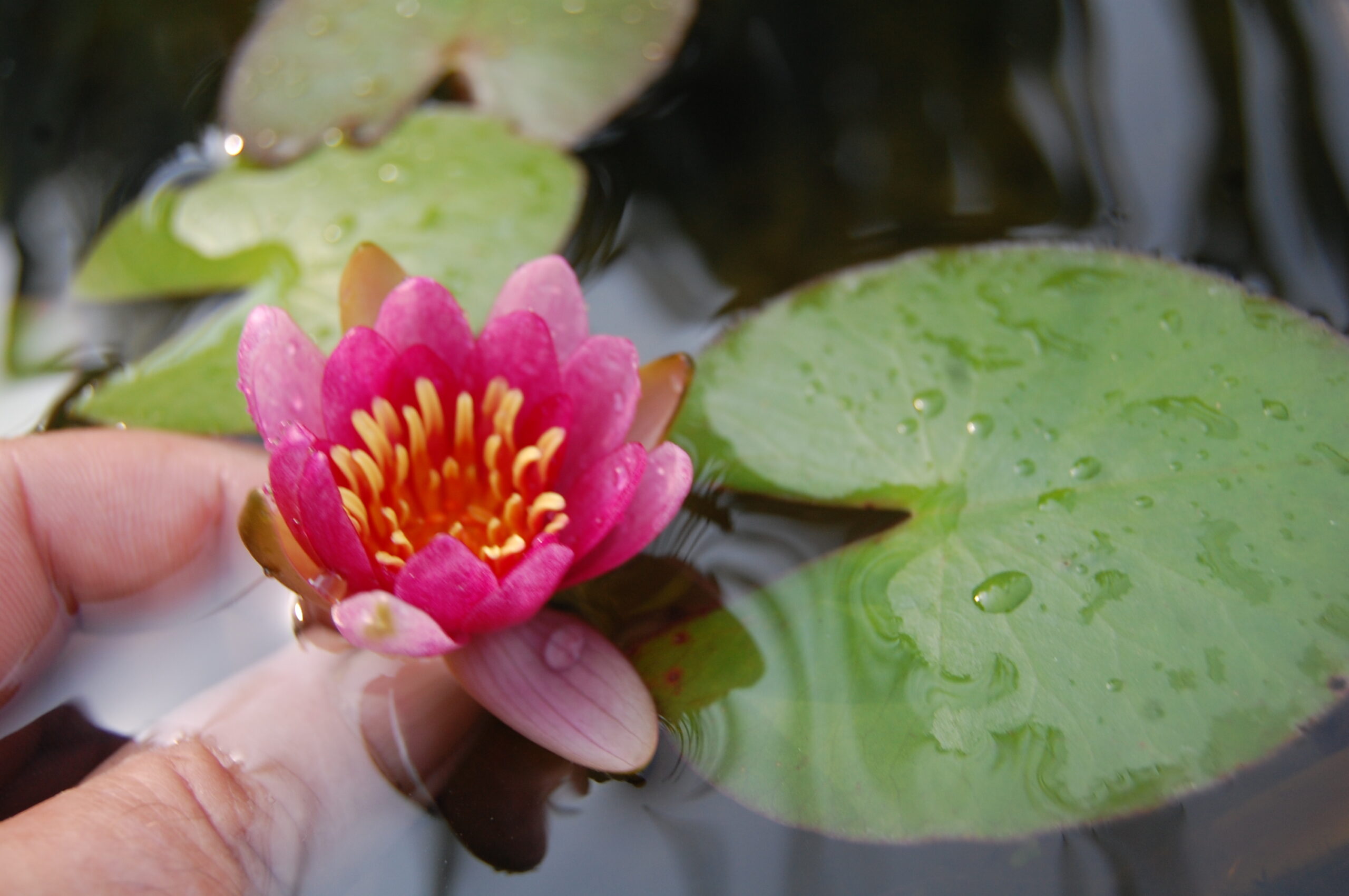 acheter nymphaea Attorney Elrod for sale buy on line (1)
