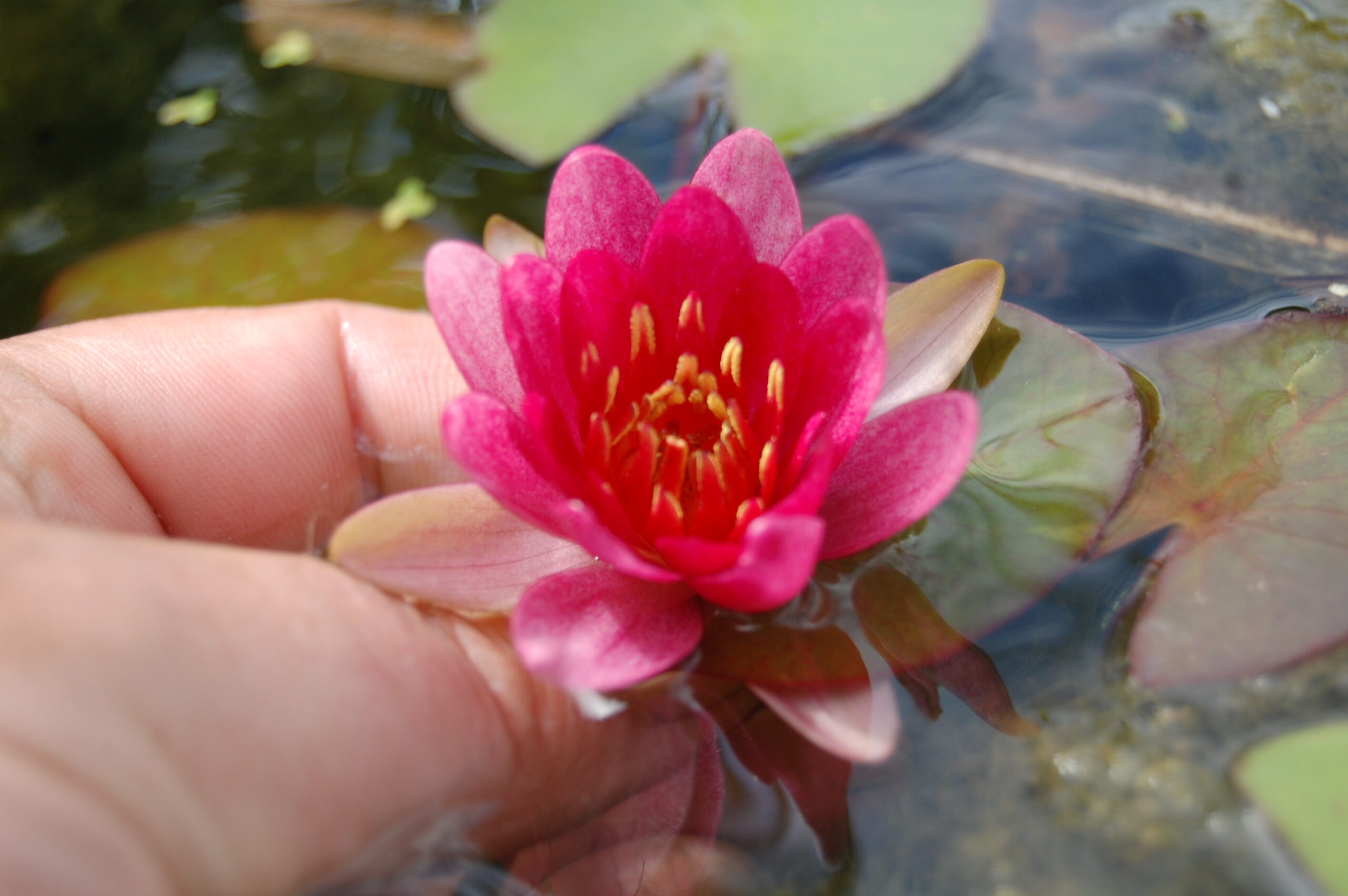 acheter nymphaea Attorney Elrod for sale buy on line (10)