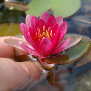 acheter nymphaea Attorney Elrod for sale buy on line (11)