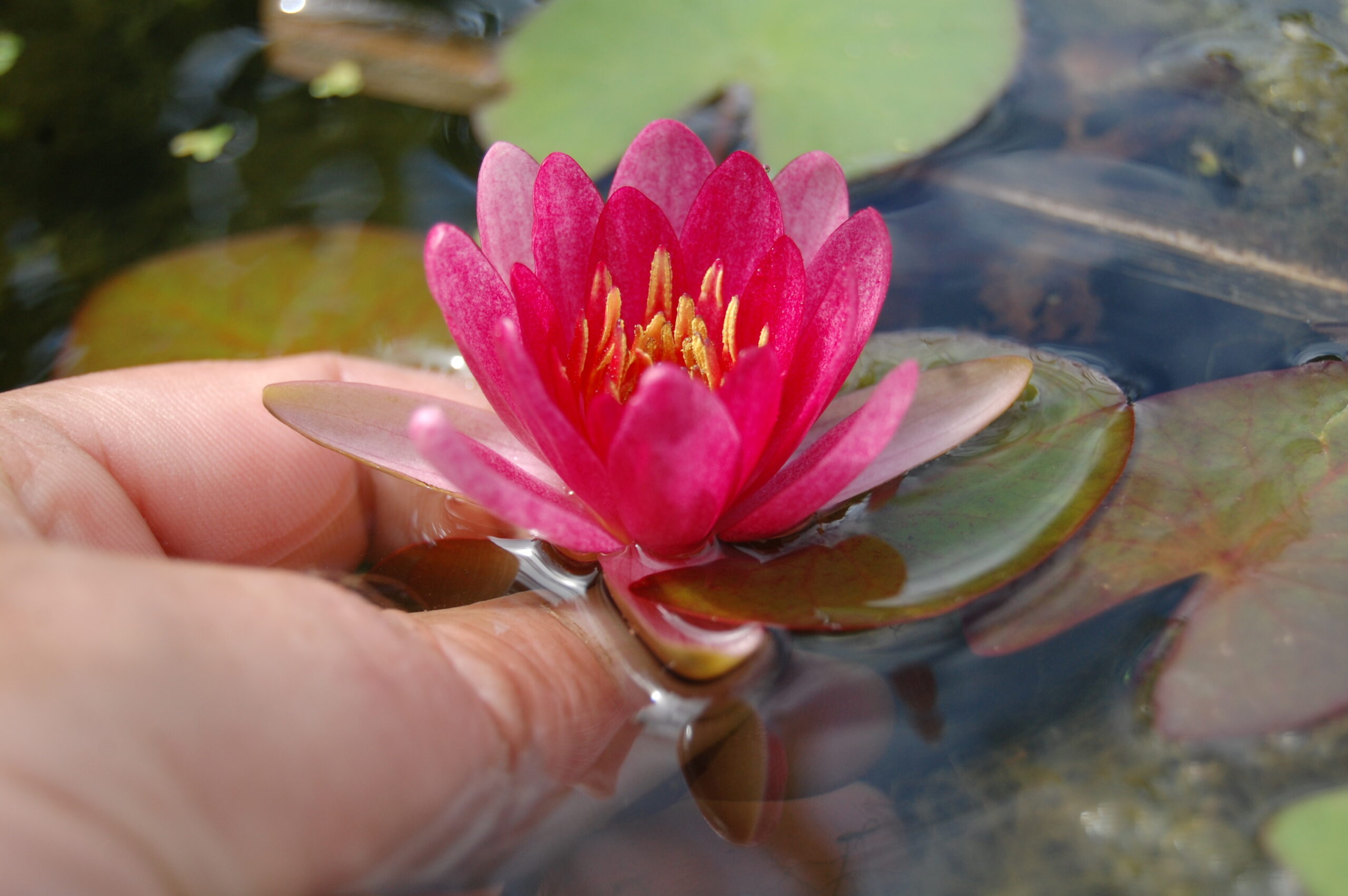 acheter nymphaea Attorney Elrod for sale buy on line (11)
