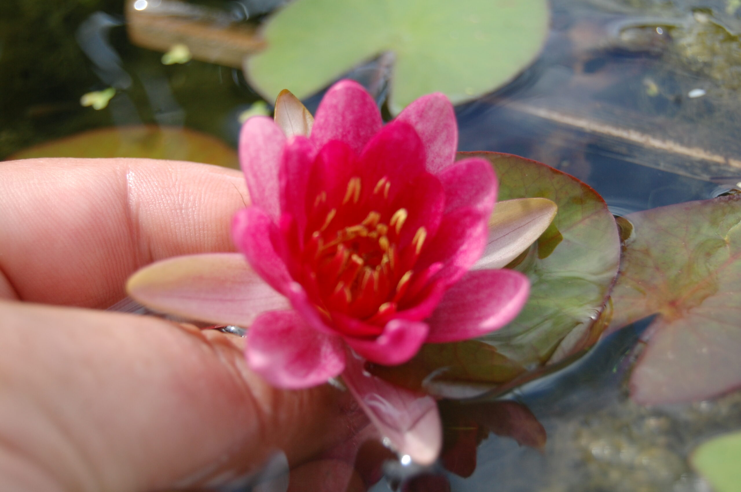 acheter nymphaea Attorney Elrod for sale buy on line (13)