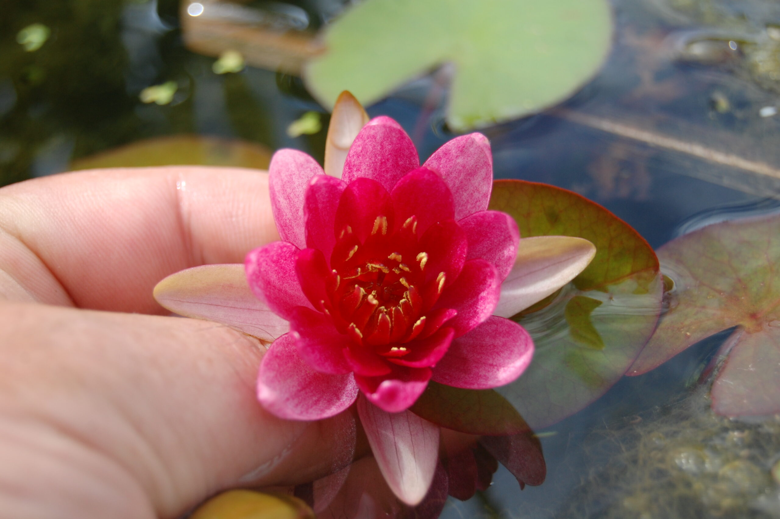 acheter nymphaea Attorney Elrod for sale buy on line (14)