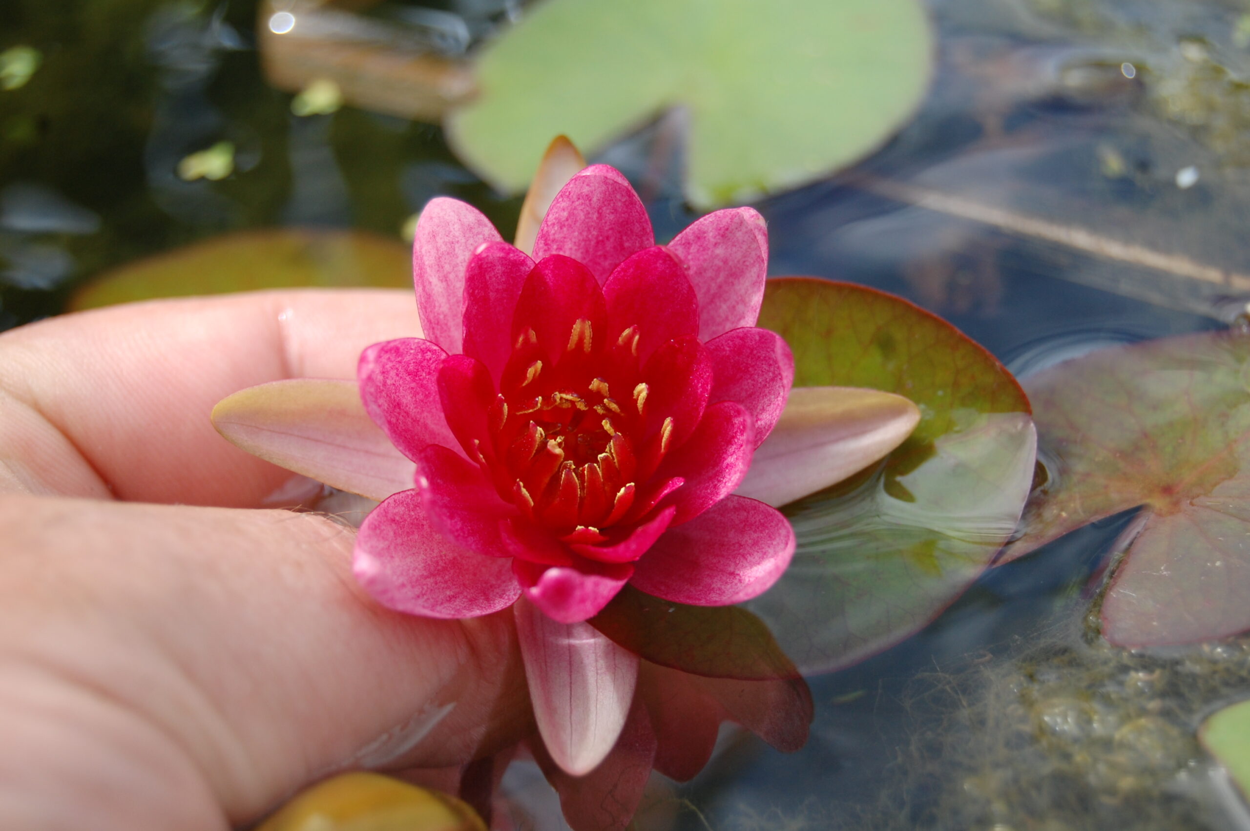 acheter nymphaea Attorney Elrod for sale buy on line (15)