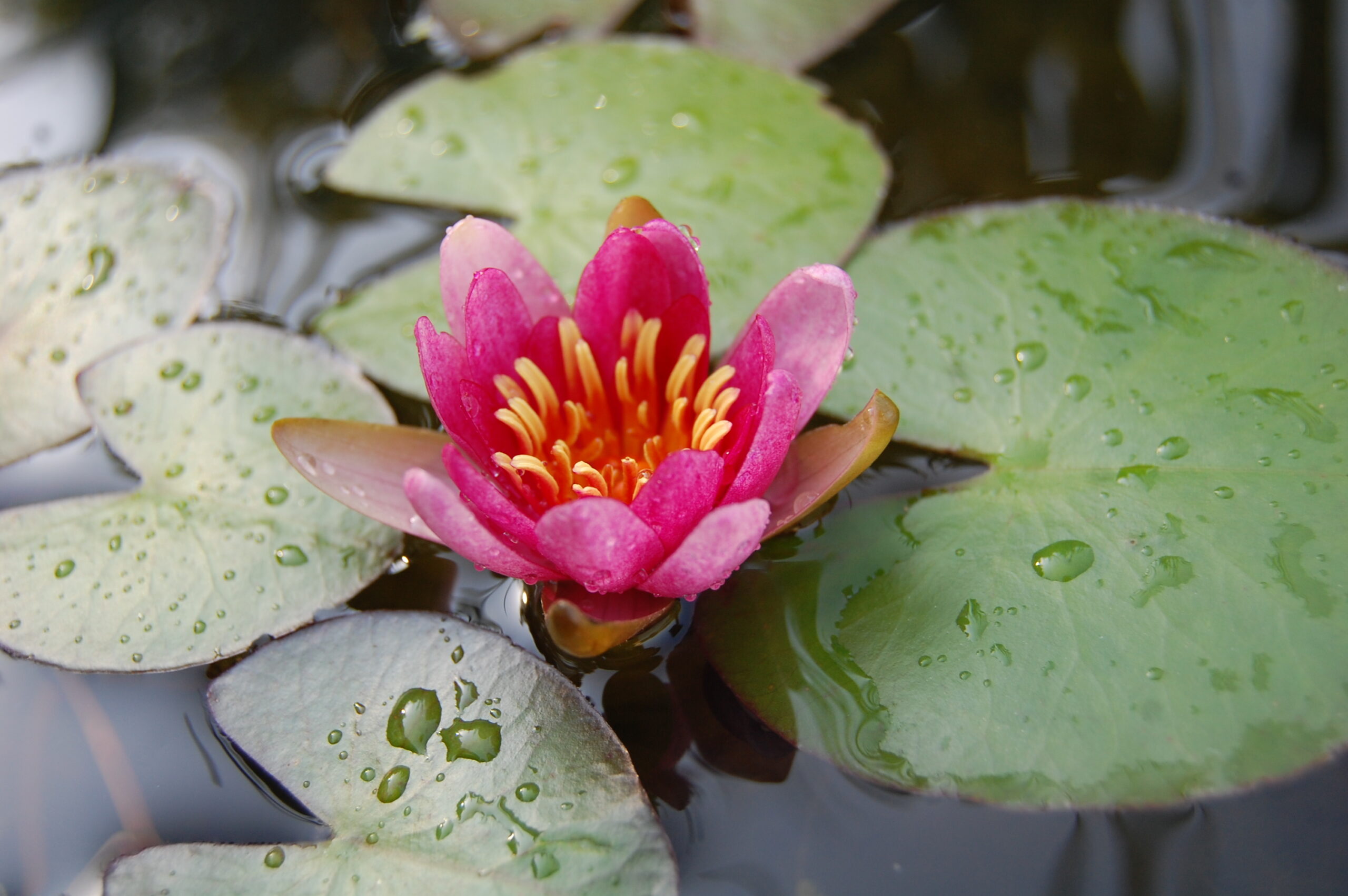 acheter nymphaea Attorney Elrod for sale buy on line (16)