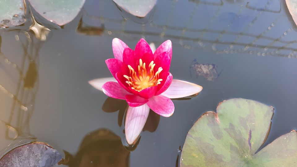 acheter nymphaea Attorney Elrod for sale buy on line (2)