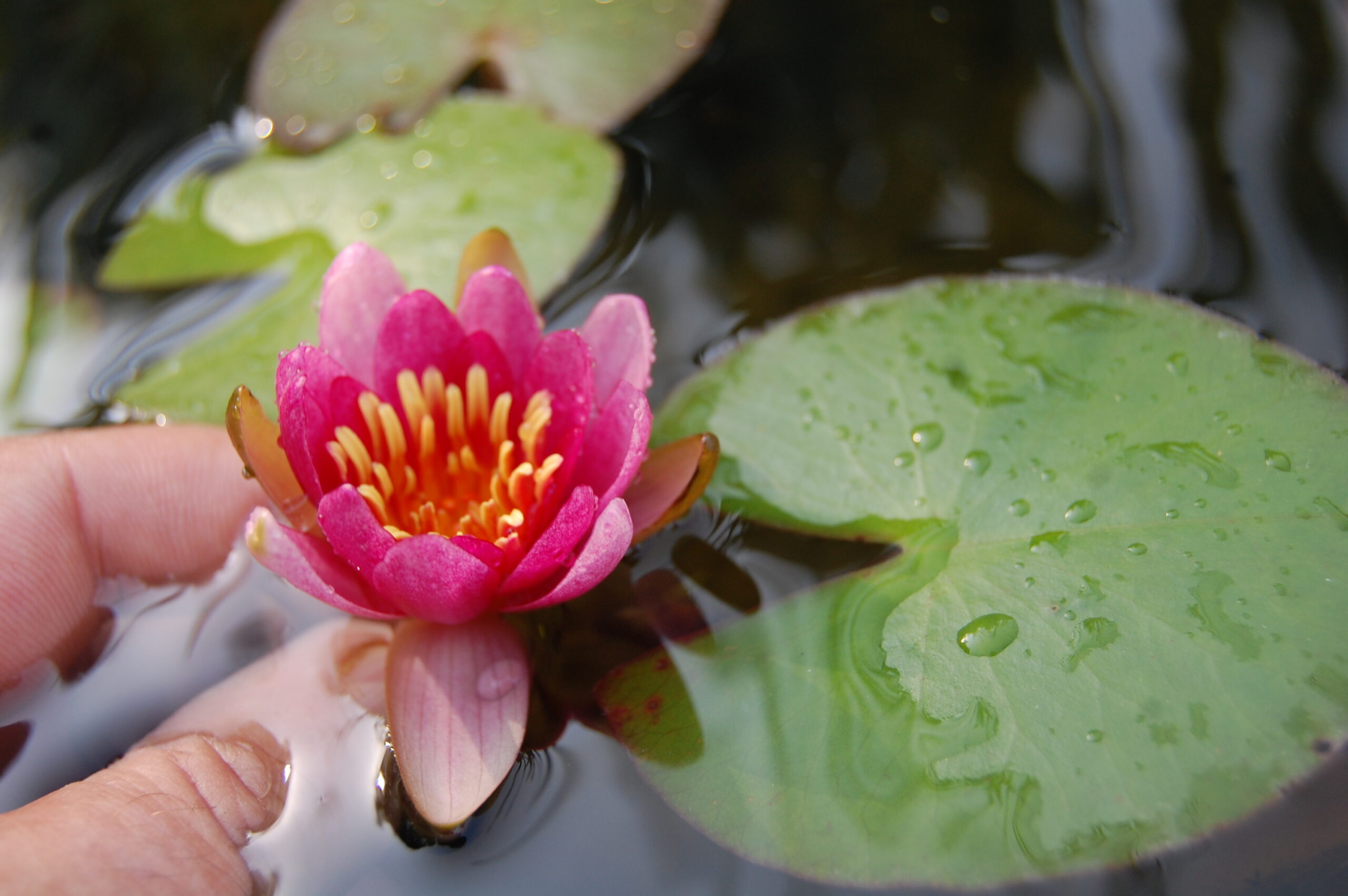 acheter nymphaea Attorney Elrod for sale buy on line (24)